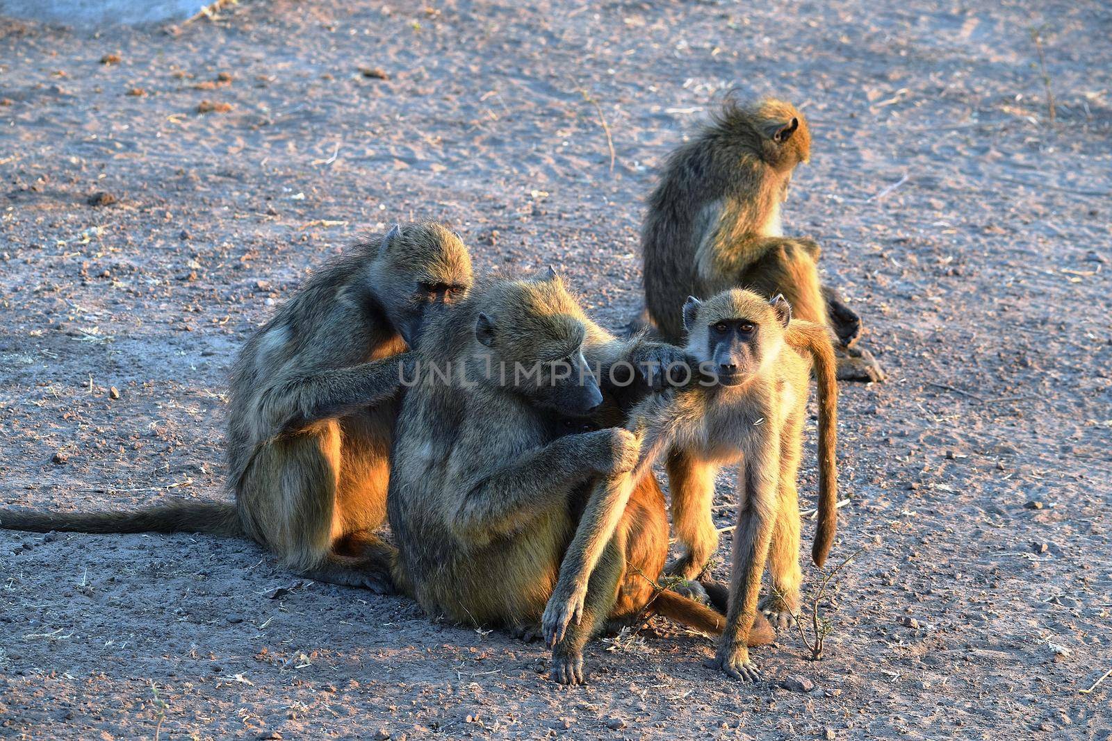 A group of baboons grooming themselves in Chobe National Park by silentstock639