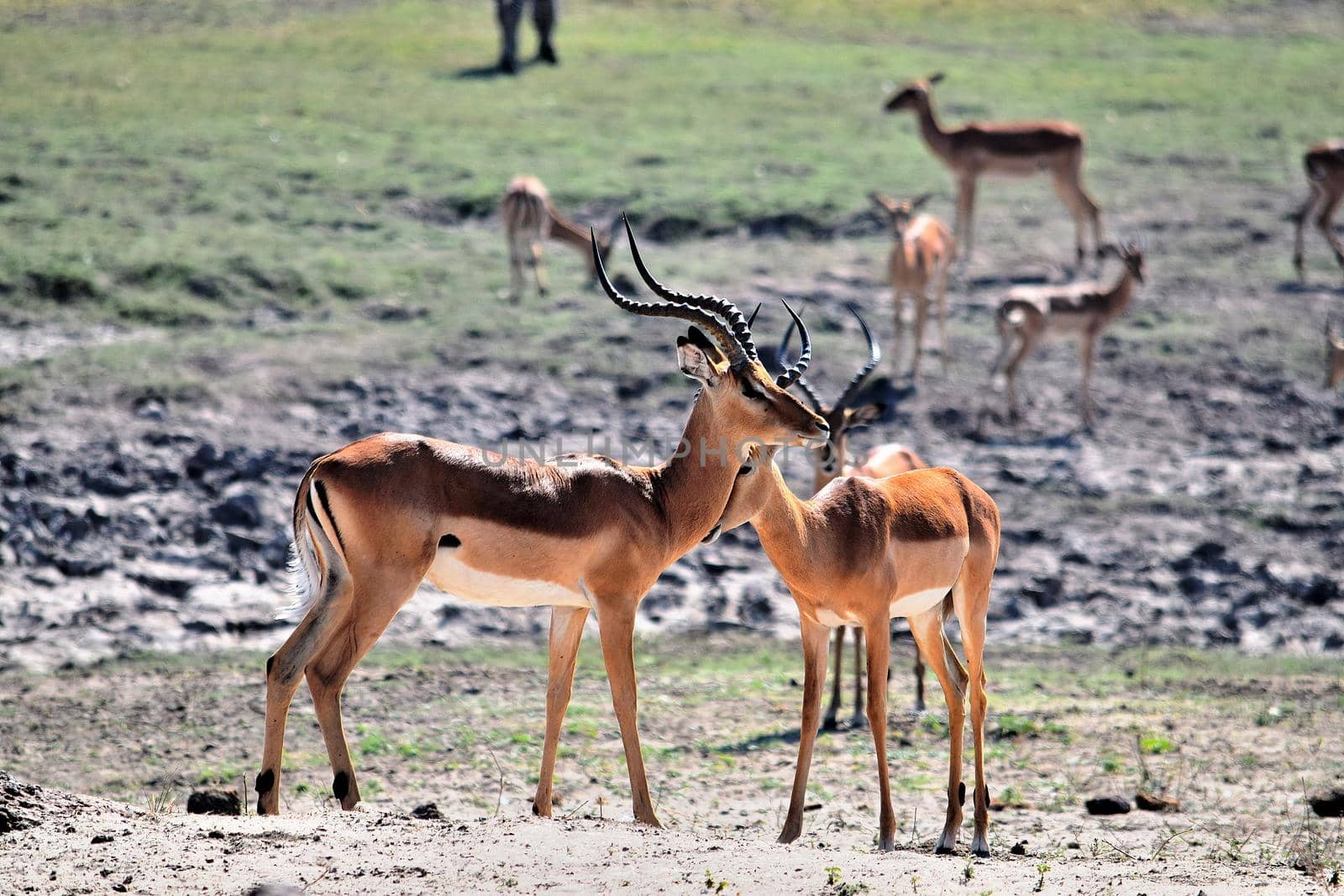 A small group of impala in Chobe National Park, Botswana