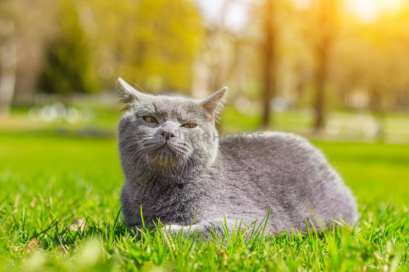 Gray cat lies on the lawn. Pet for a walk. Pet is afraid of the street. An article about walking cats. An article about the fear of street pets. British breed cat. Photo for the puzzle, album, notebook. Walking the animal during the coronavirus. Walk in the fresh air