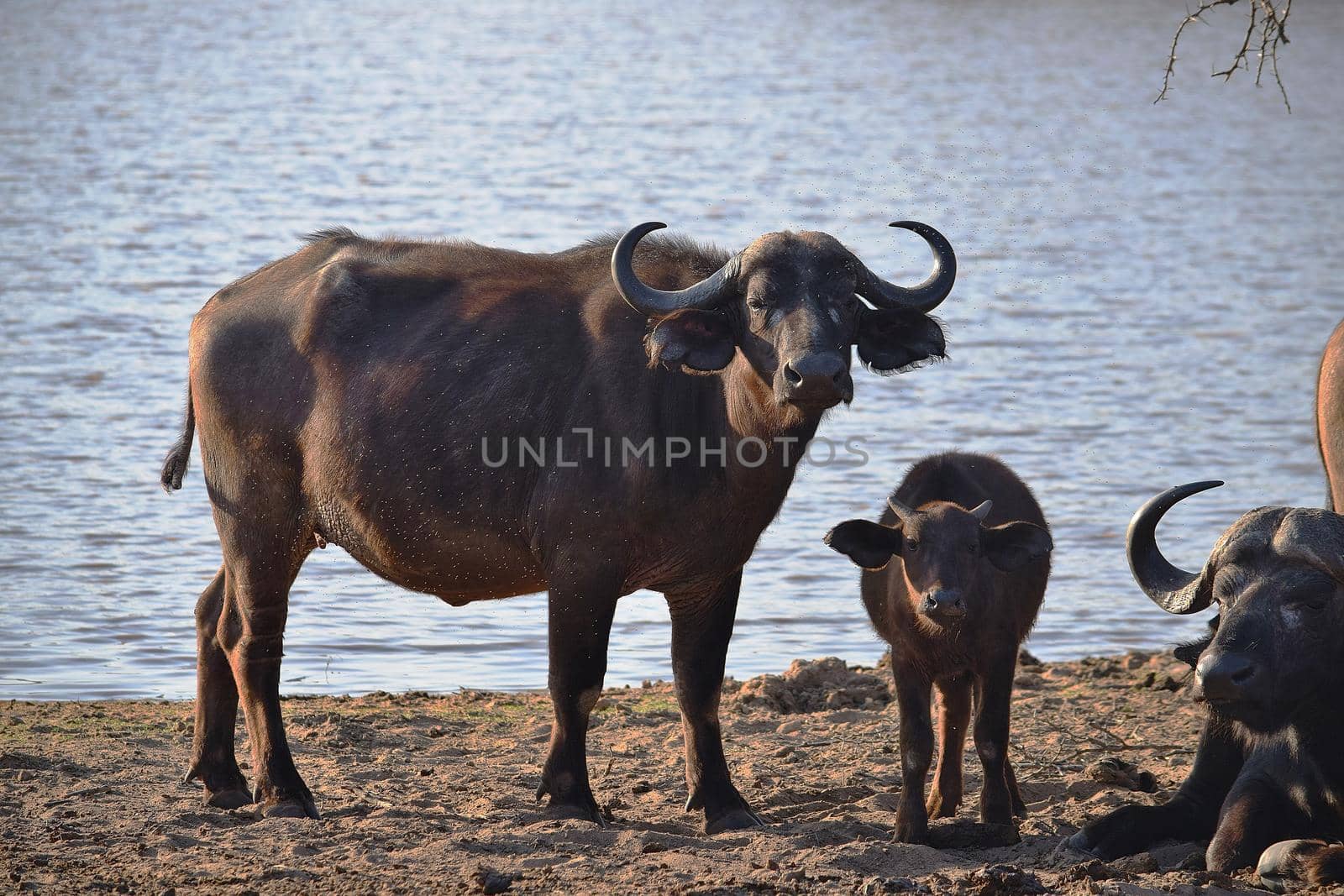 A small group of african buffalos in Chobe National Park by silentstock639