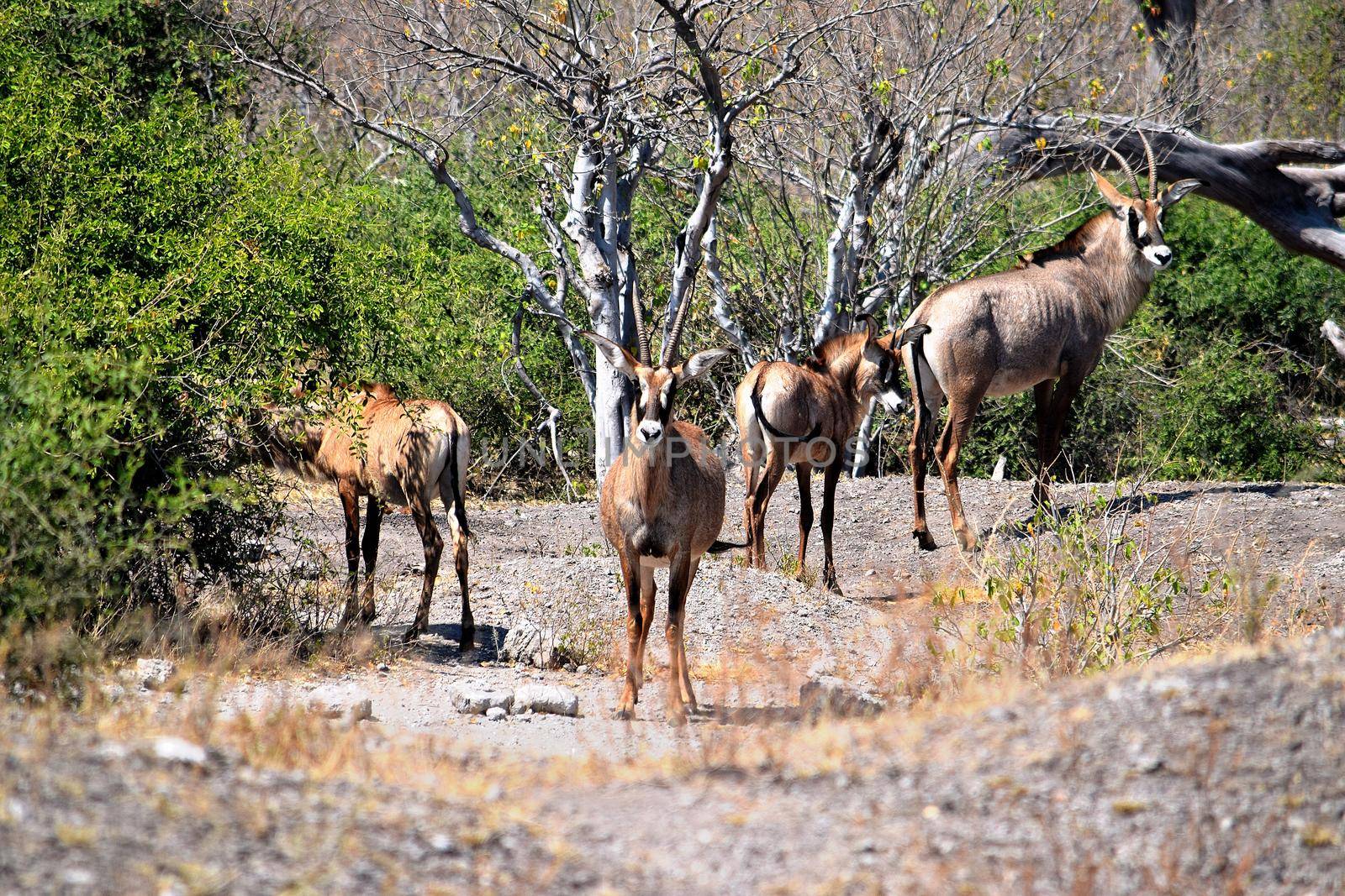 A small group of roan antelops in Chobe National Park by silentstock639