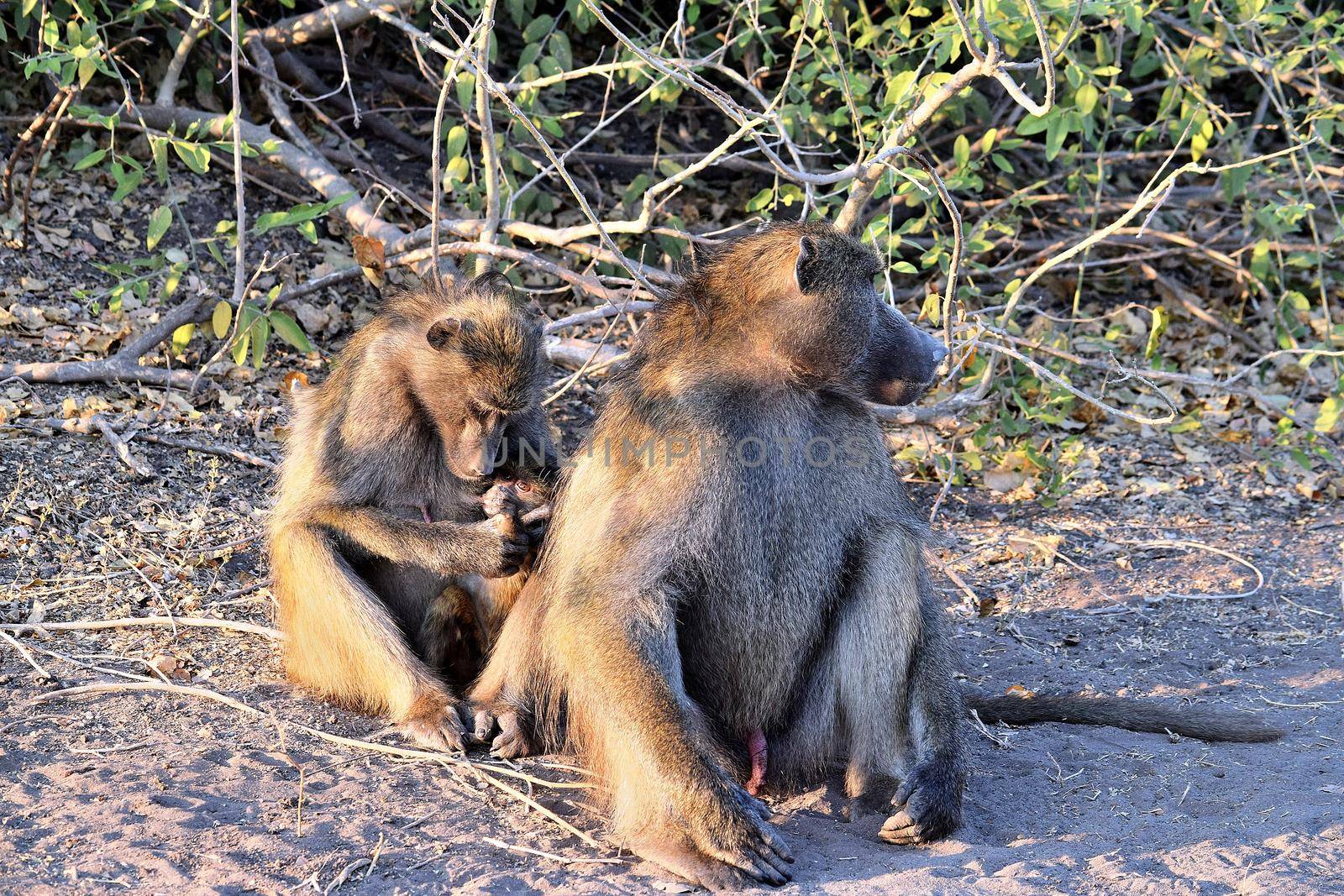 A group of baboons grooming themselves in Chobe National Park by silentstock639