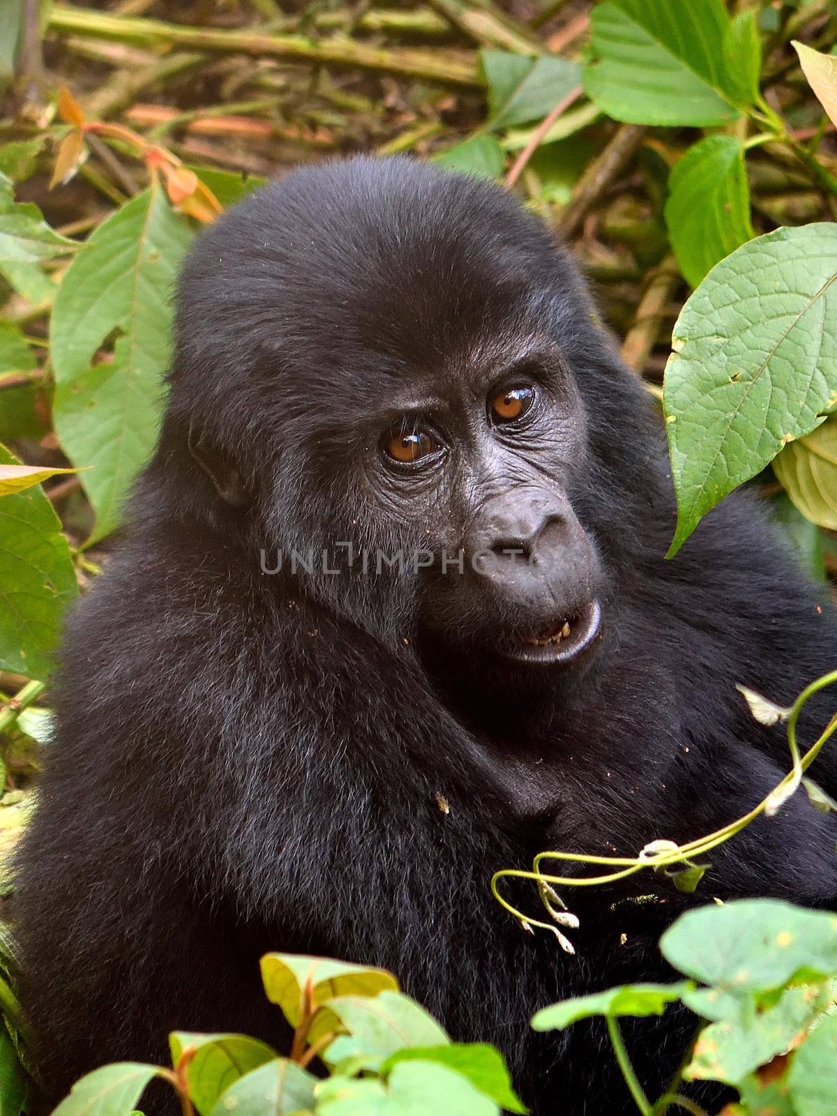 A baby mountain gorilla feeds in Bwindi Impenetrable Forest., Uganda.