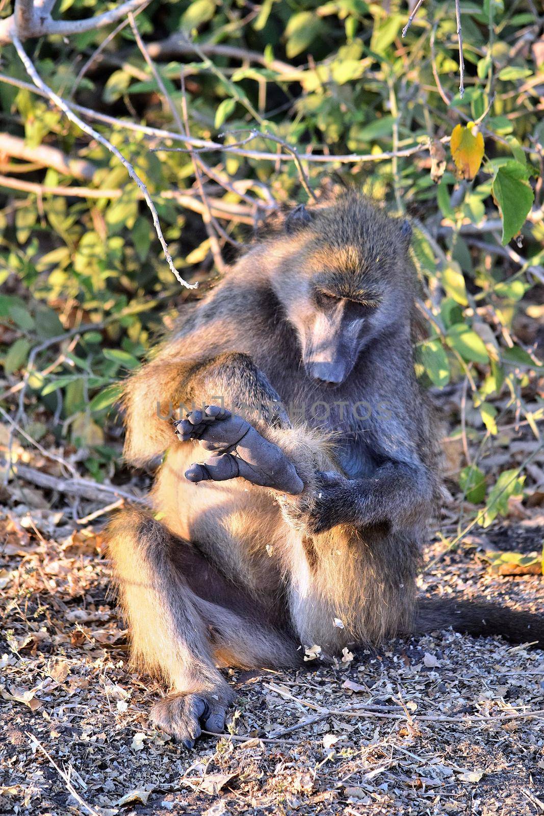 A baboon grooming himself sitting on the banks of the Chobe River, Botswana