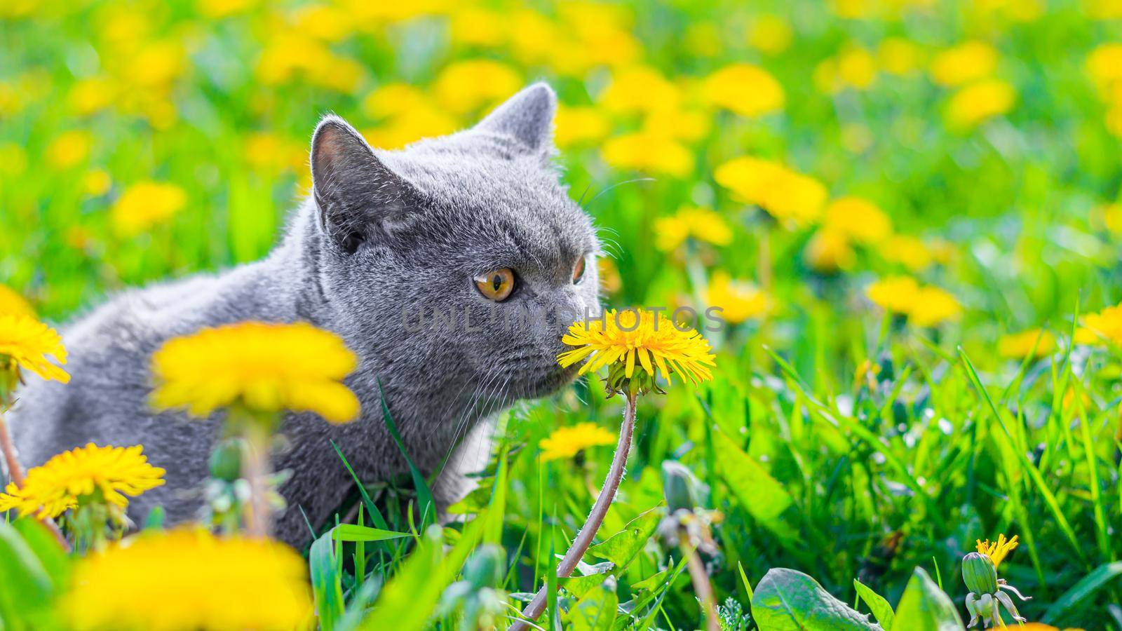 A gray cat is sitting in dandelions. Cat in the flowers. A beautiful photo on the cover of a notebook, album, puzzle. Bright photo of a cat. cat of the British breed. Yellow flowers . Pet for a walk. Fear of going out to the pet