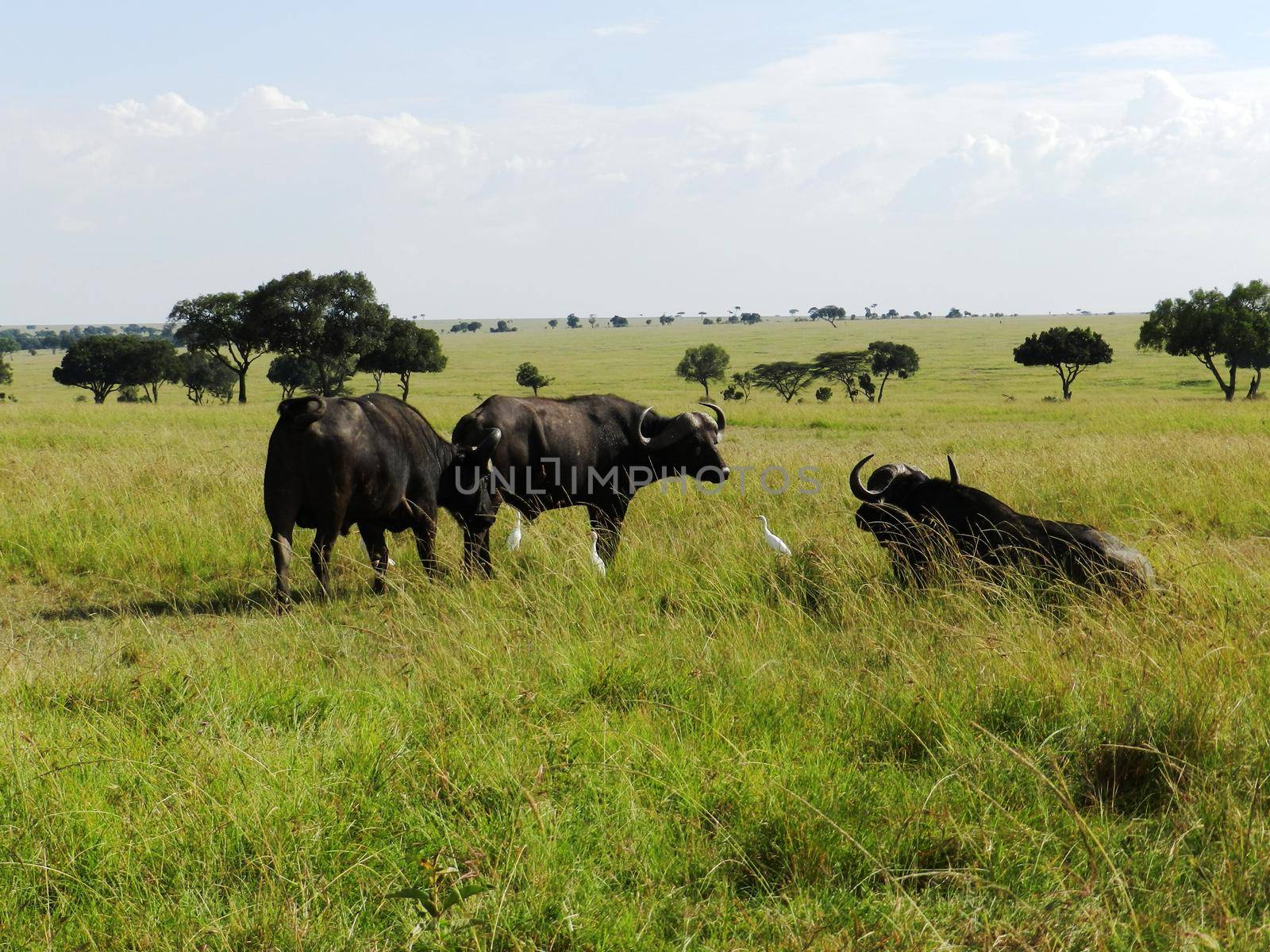 Group of African buffalos grazing in the African savannah by silentstock639