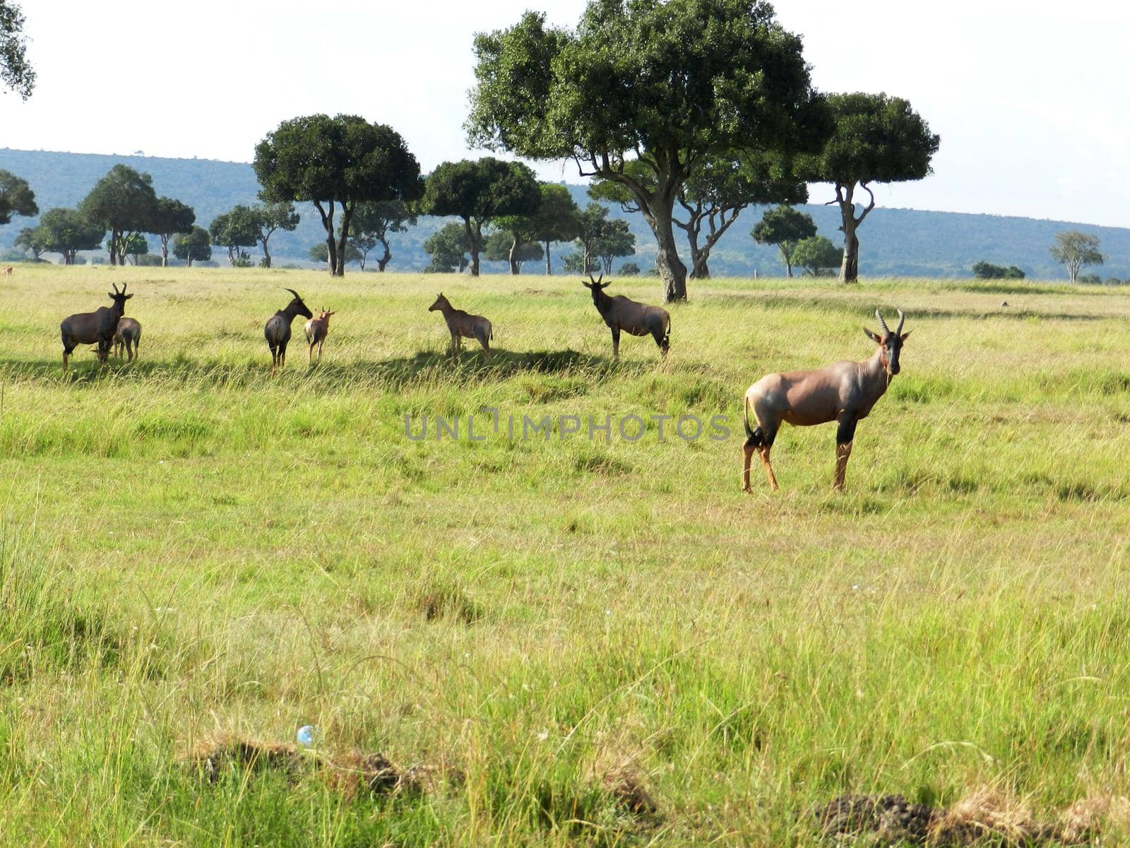 Group of topi antelopes grazing in the African savannah, Kenya