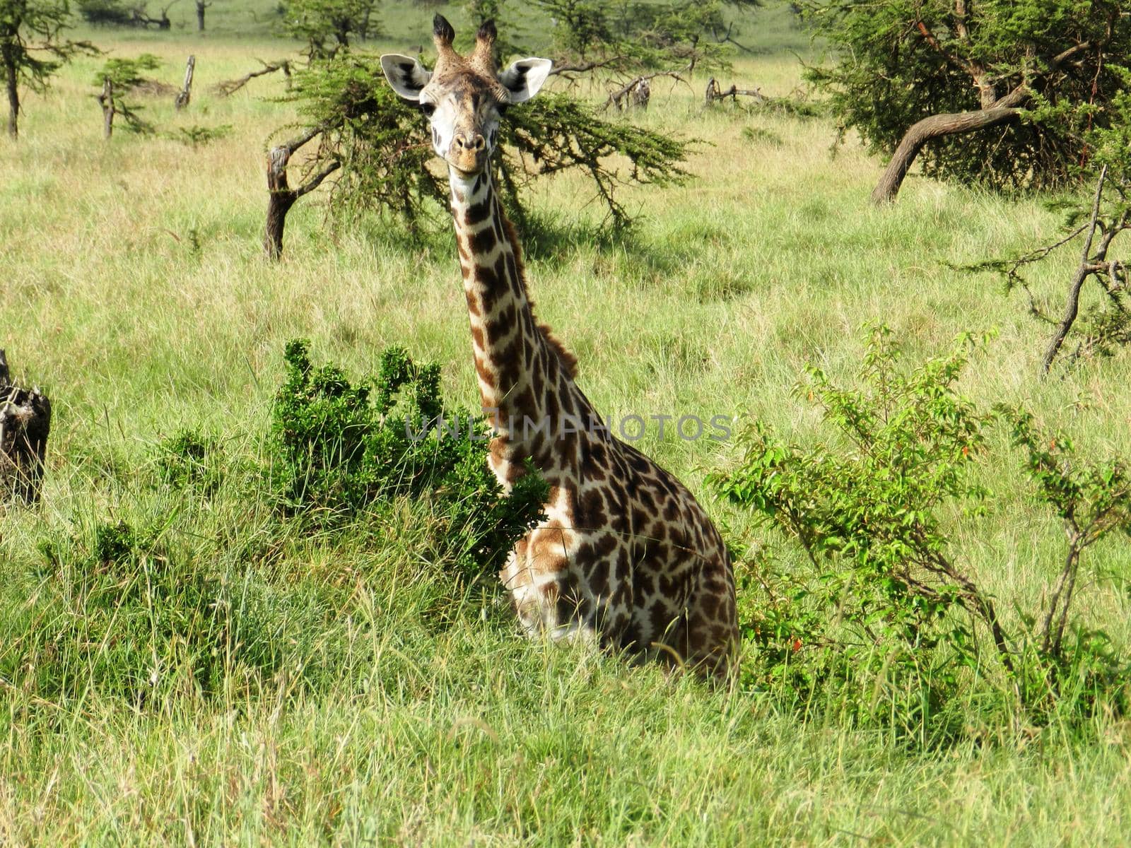 Lonely giraffe eating acacia leaves in the African savannah by silentstock639