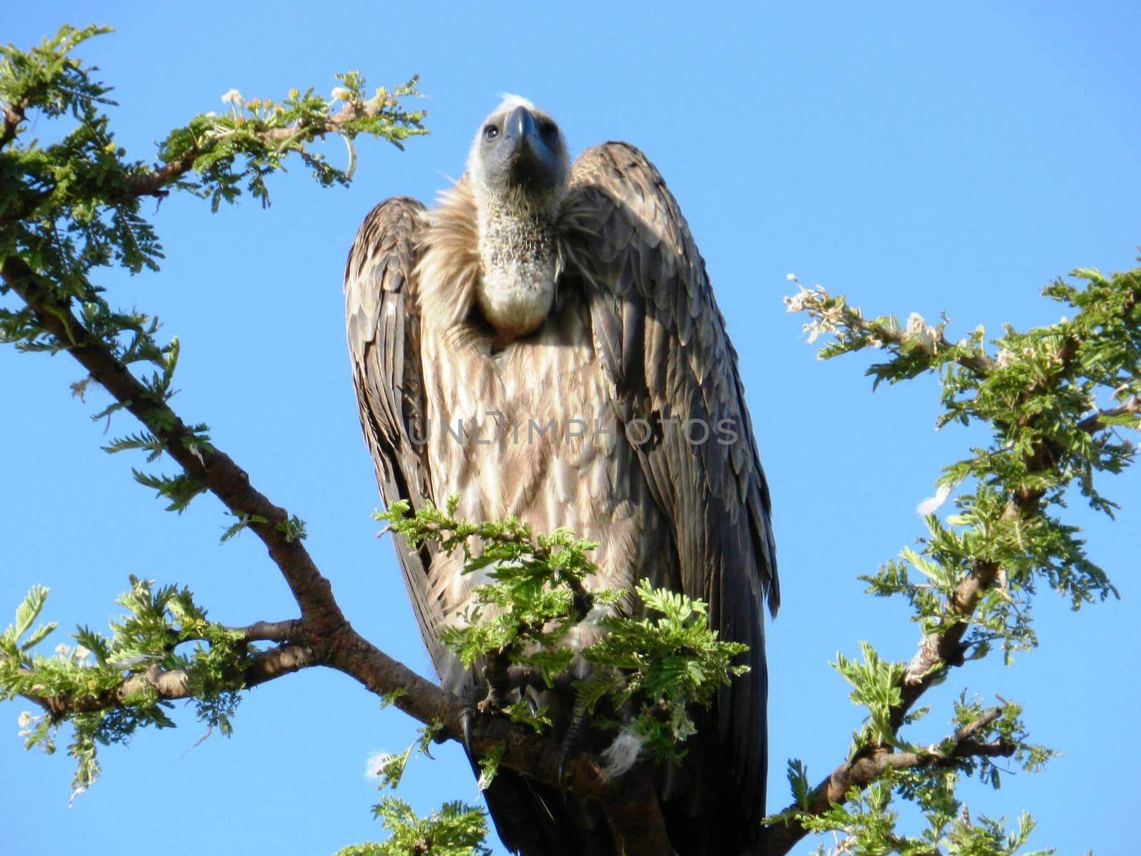 Closeup of an African vulture on an acacia tree, Kenya