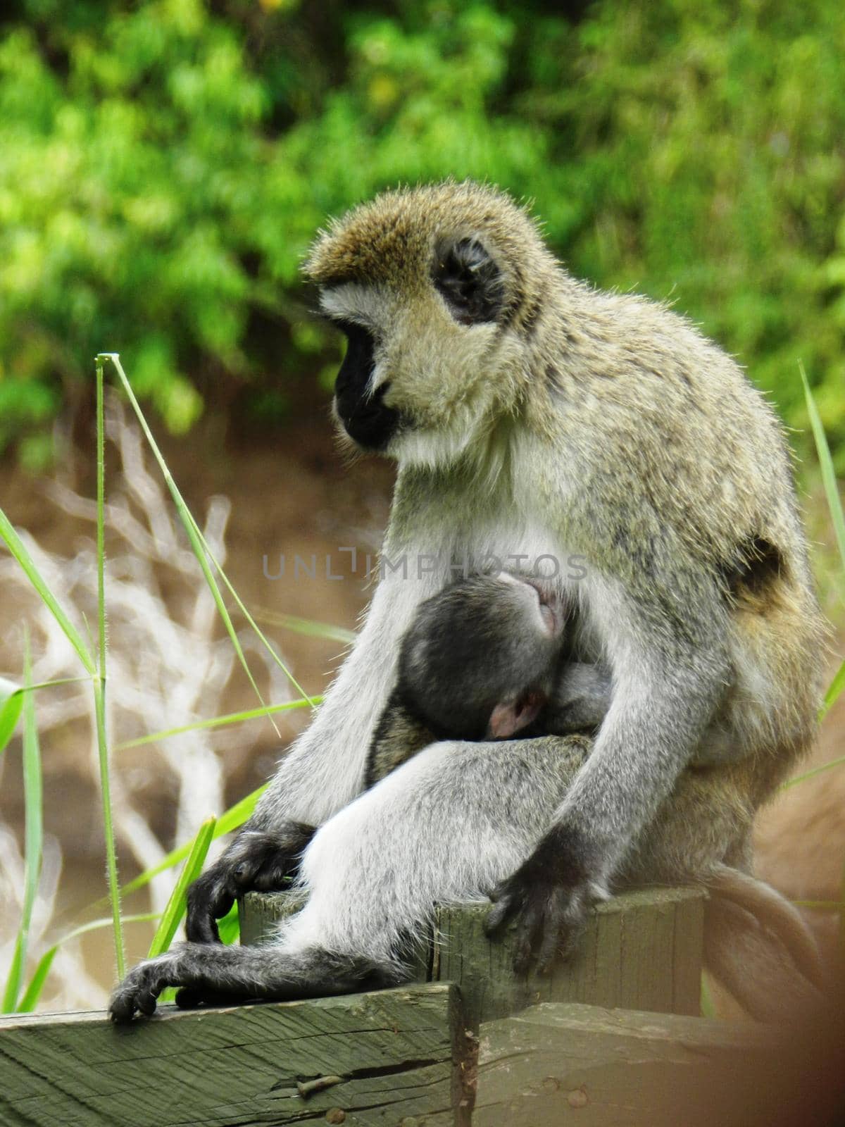 Closeup of a female of vervet monkey feeding her cub, Kenya