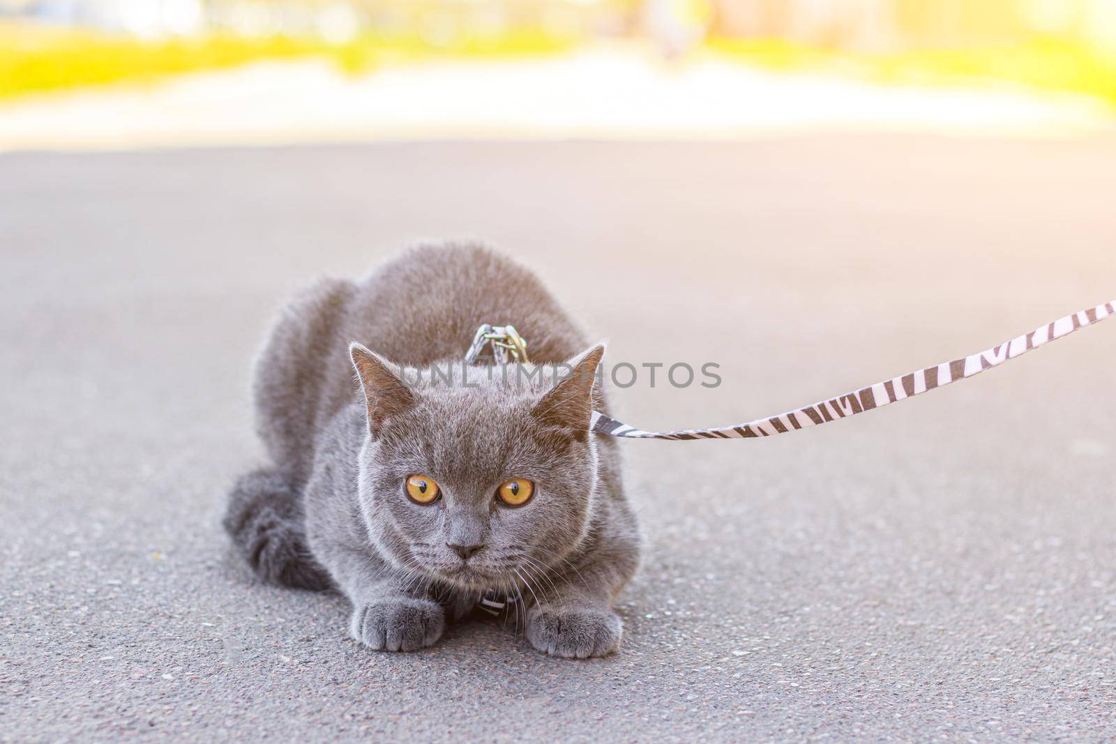 Walk the cat on the harness. Pet for a walk. Pet is afraid of the street. An article about walking cats. An article about the fear of street pets. British breed cat. The cat is sitting on the pavement. Walking the animal during the coronavirus. Walk in the fresh air