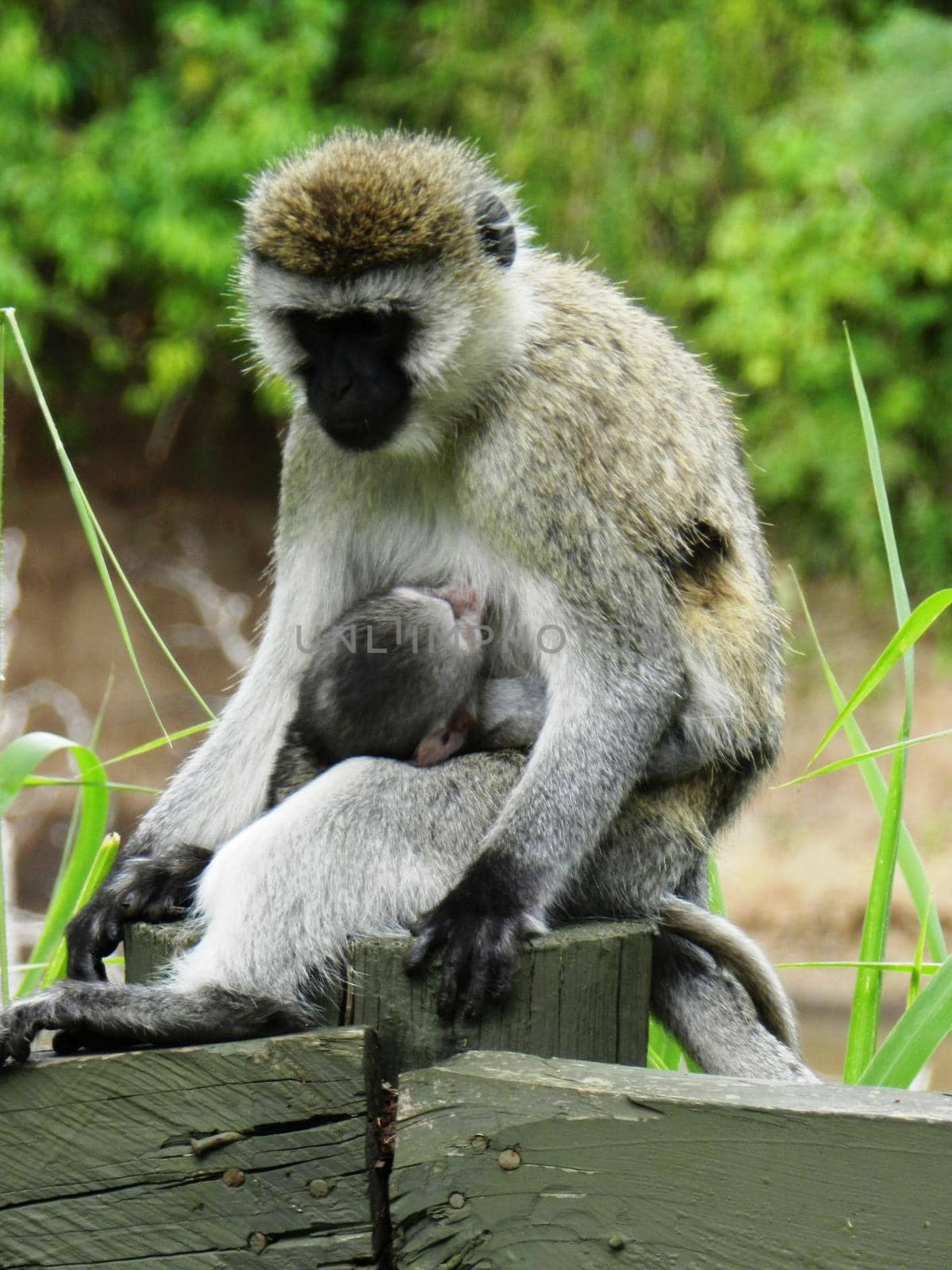 Closeup of a female of vervet monkey feeding her cub by silentstock639