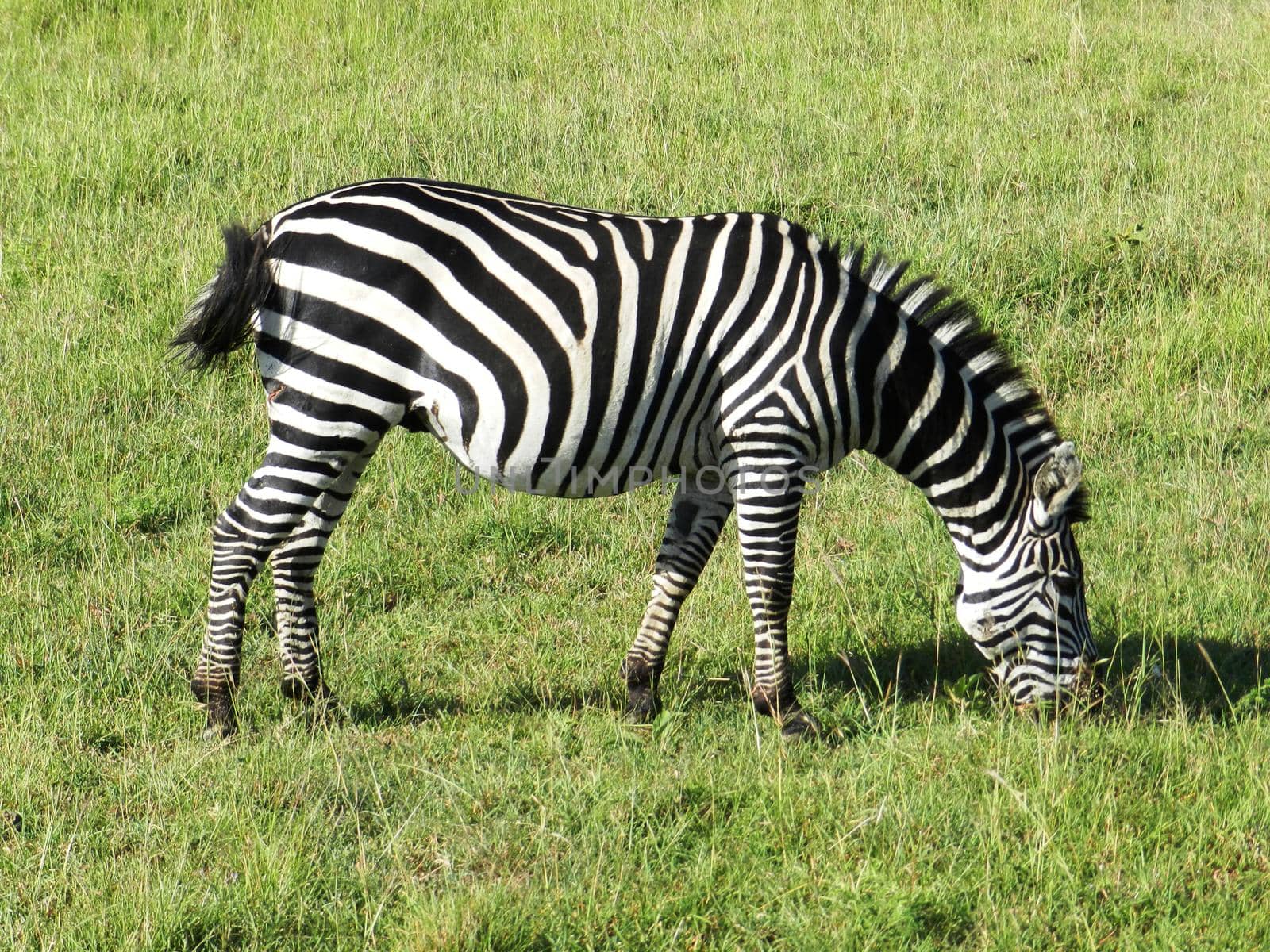 Closeup of a zebra grazing in the African savannah by silentstock639