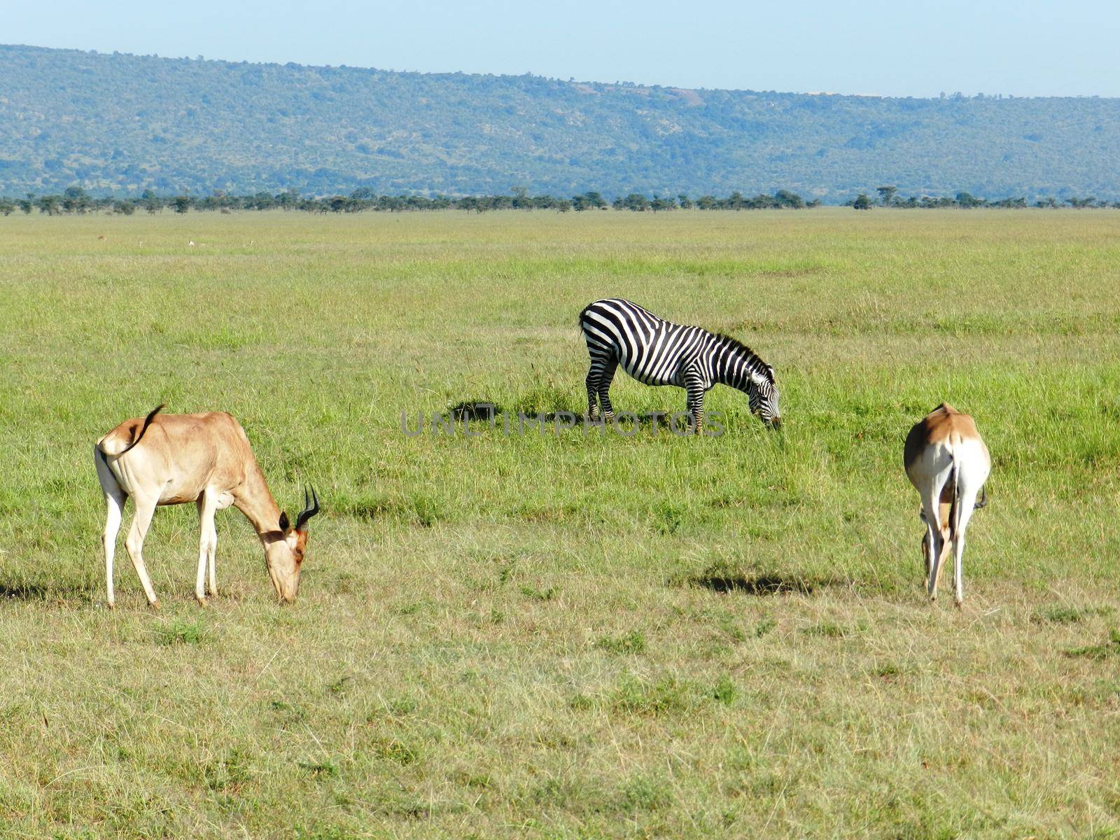 a zebra and two antelopes grazing in the African savannah by silentstock639