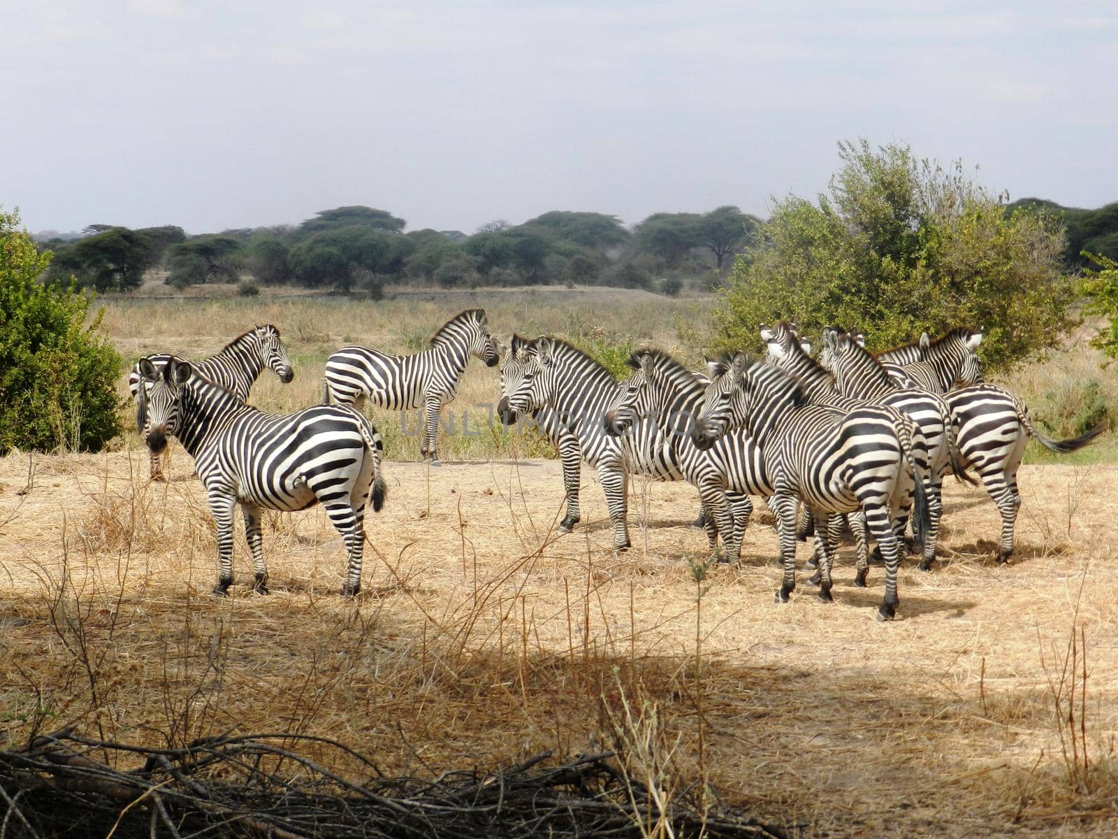 group of zebras grazing in the African savannah by silentstock639