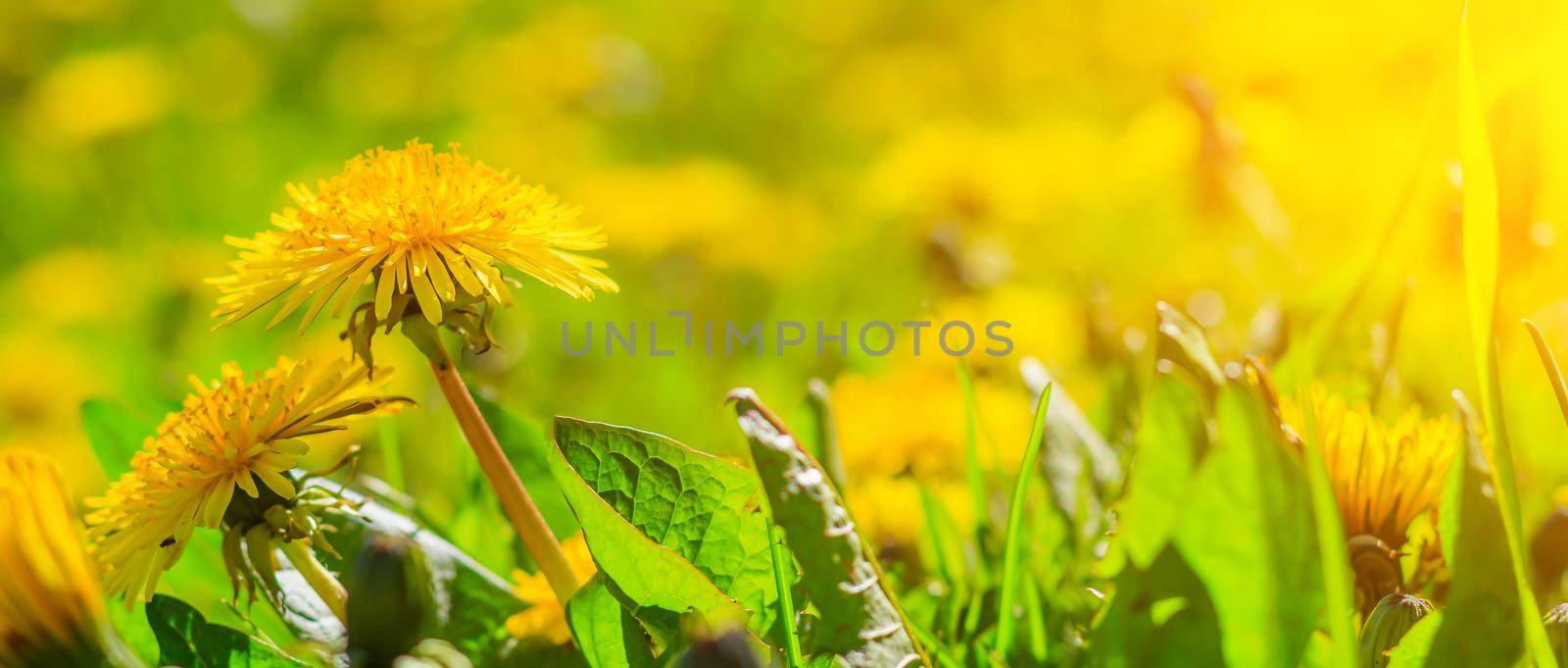 A field of dandelions. An article about summer flowers. Beautiful yellow flowers background with light. Bright summer sunny flowers. Dandelions