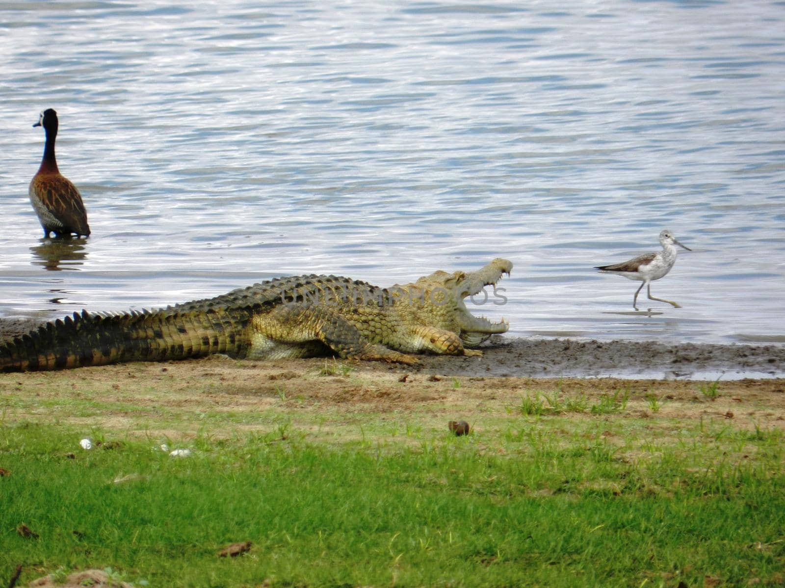 An crocodile warming up in the sunlight on the river banks by silentstock639