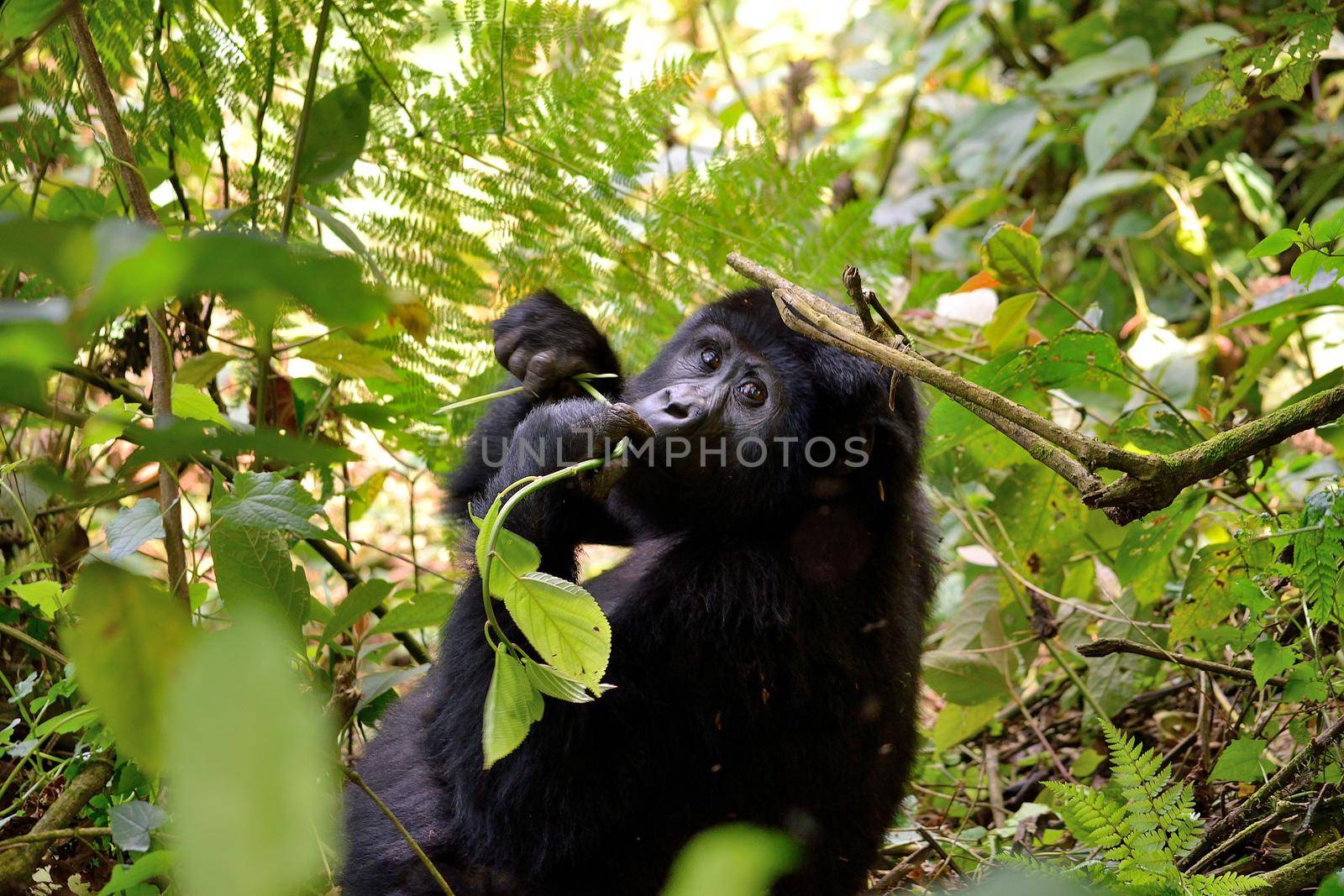 A gorilla mother feeds in Bwindi Impenetrable Forest. by silentstock639