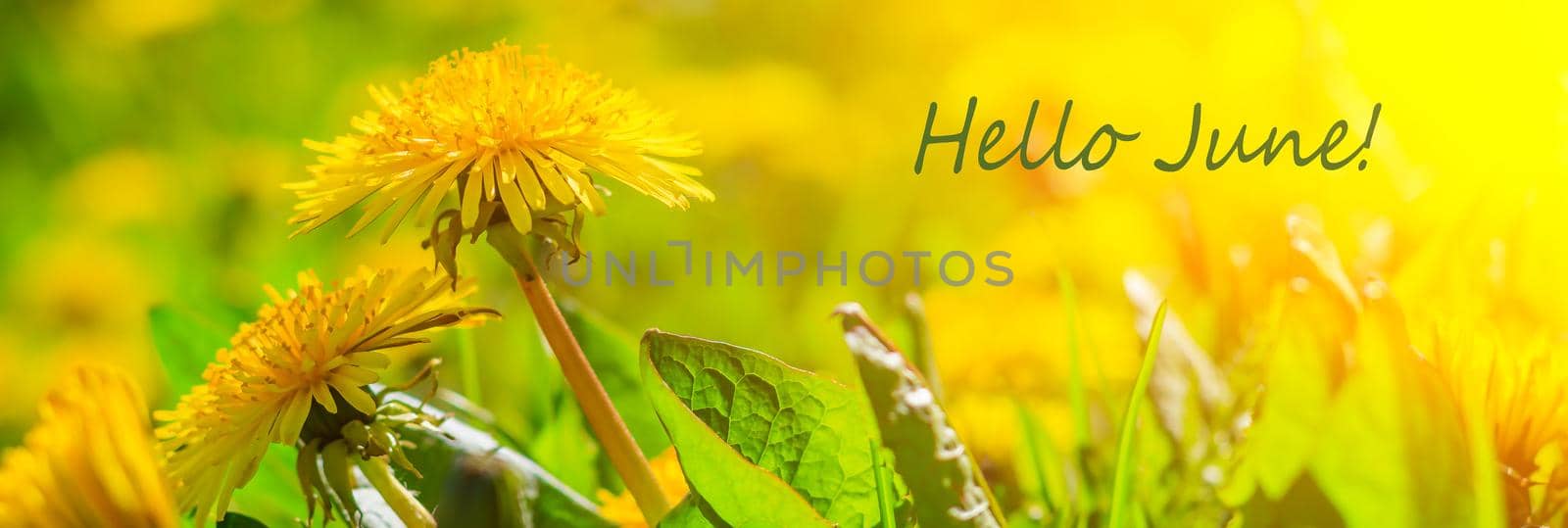 Hello june flowers. Banner hello june. New season. Summer. Dandelions. Yellow summer flowers. Dandelions flowers with place for text. Bright yellow flowers and green grass. by alenka2194