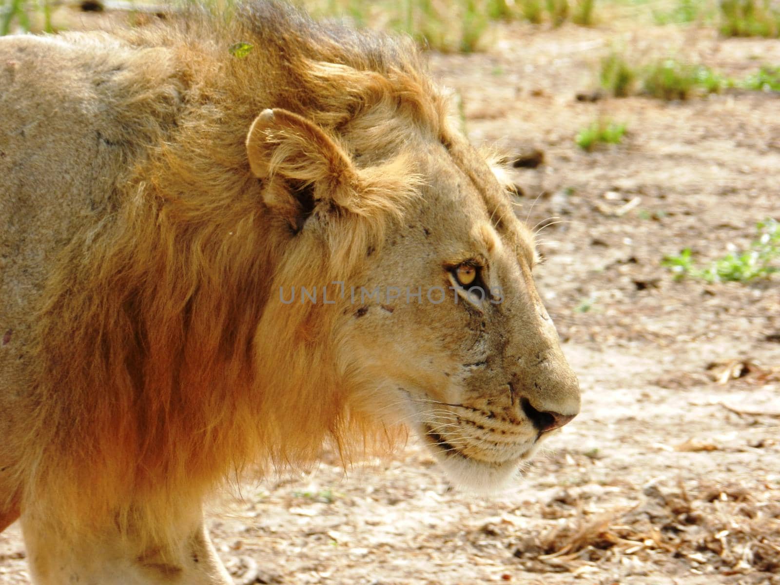 Closeup of a beautiful adult lion in the African savannah, Tanzania