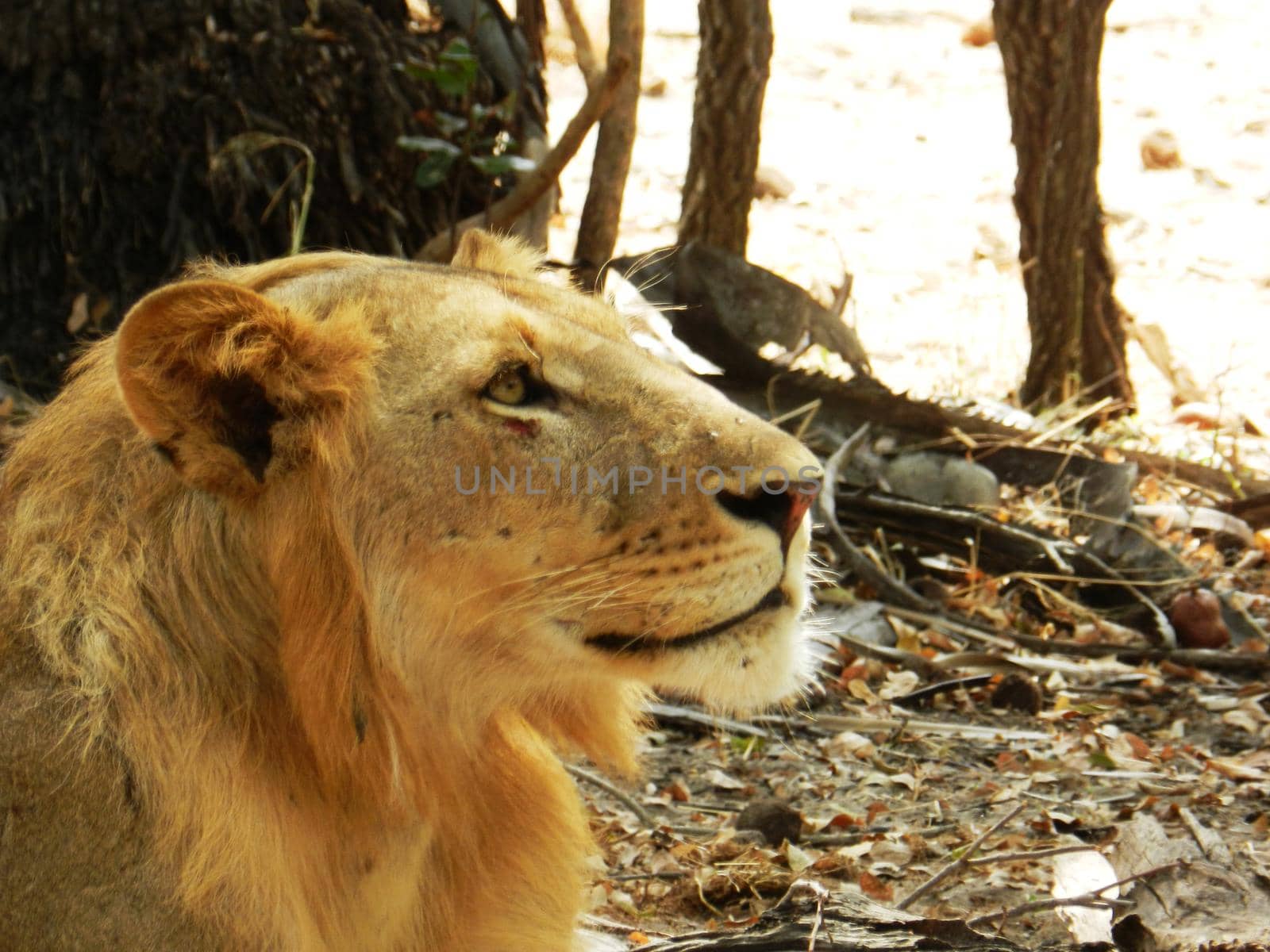 Closeup of a beautiful adult lion in the African savannah by silentstock639