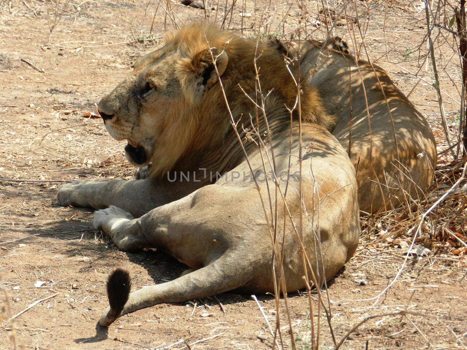 Closeup of a beautiful adult lion in the African savannah, Tanzania