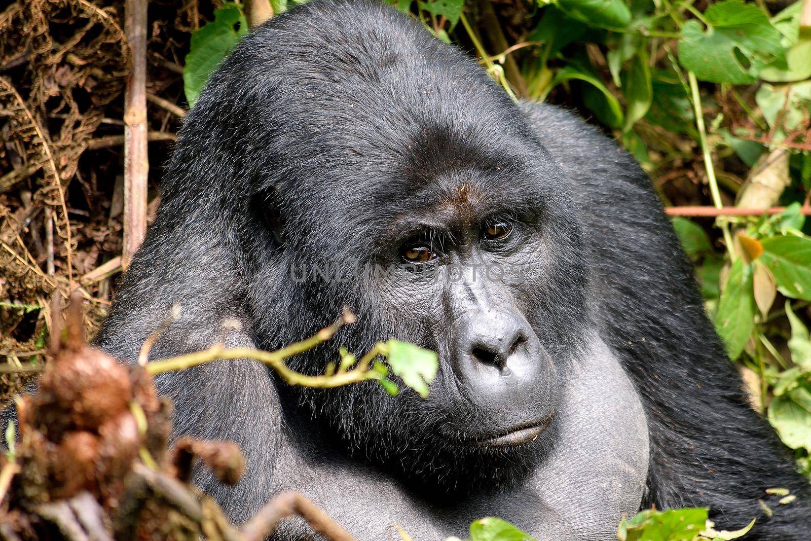 The huge silverback in Bwindi Impenetrable Forest, Uganda.