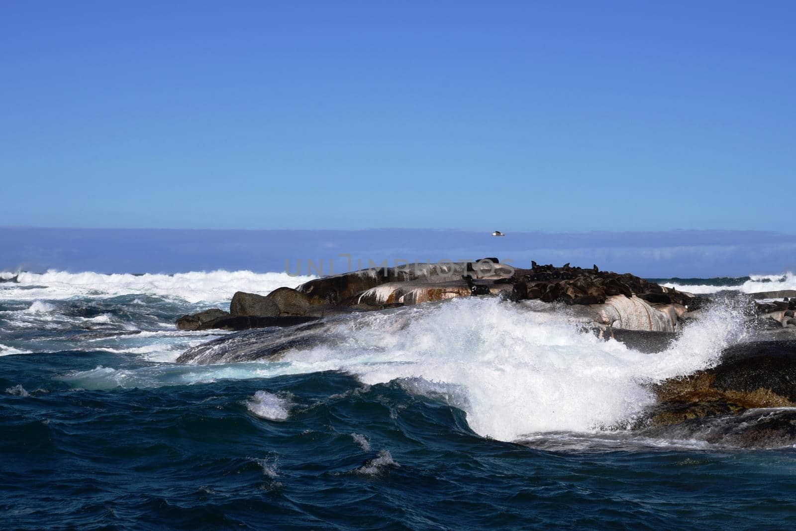 Group of sea lions on the rocks of Duiker Island, South Africa