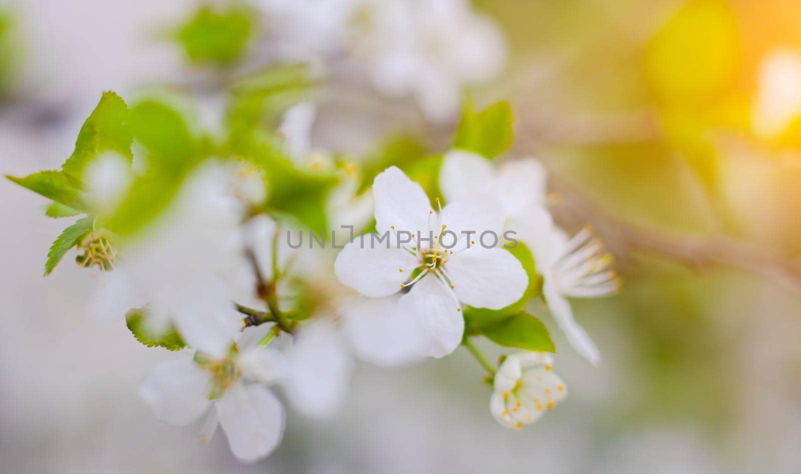 Beautiful branch of a blossoming cherry. Floral background. Spring flowers. Pistils and stamens. An article about flowering garden trees.