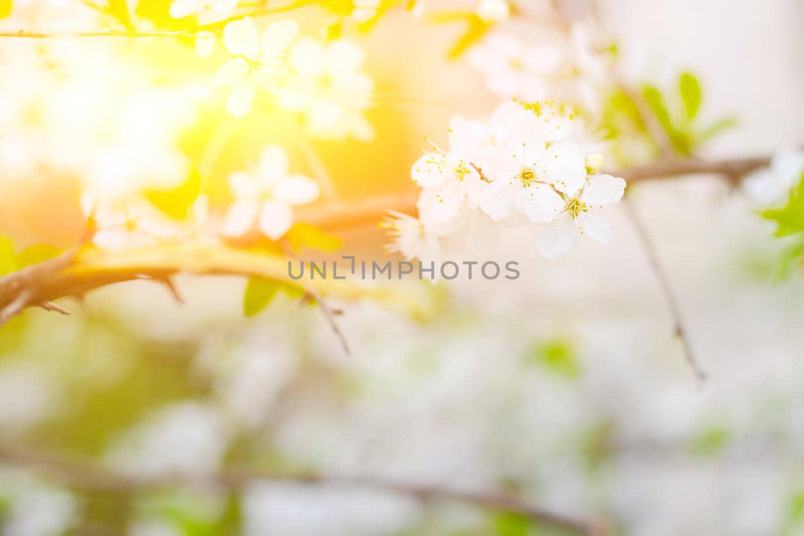 Beautiful branch of a blossoming cherry. Floral background. Spring flowers. Pistils and stamens. An article about flowering garden trees.