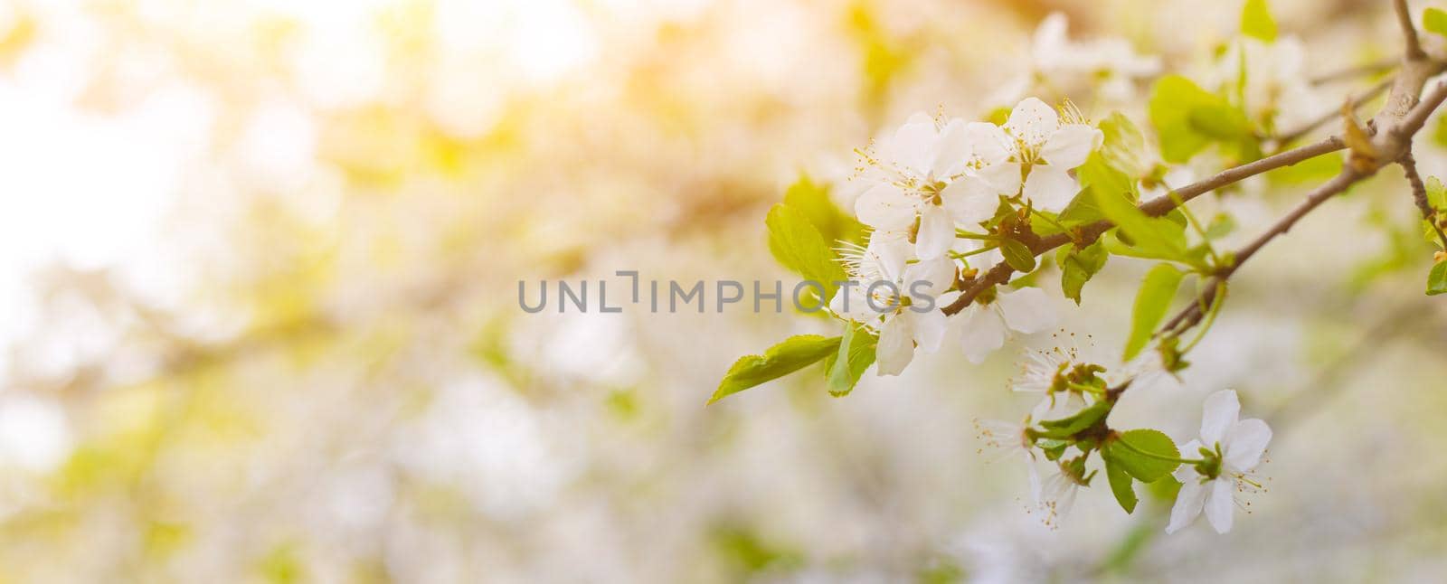 Beautiful branch of a blossoming cherry. Floral background. Spring flowers. An article about flowering garden trees. by alenka2194