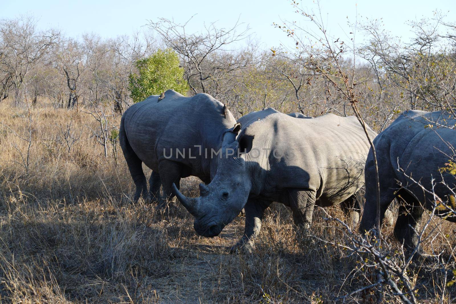 Group of white rhinos in Kruger National Park by silentstock639