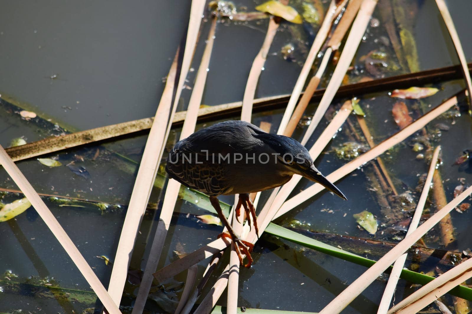 Closeup of a Great Bittern looking for food on a puddle in Kruger National Park, South Africa