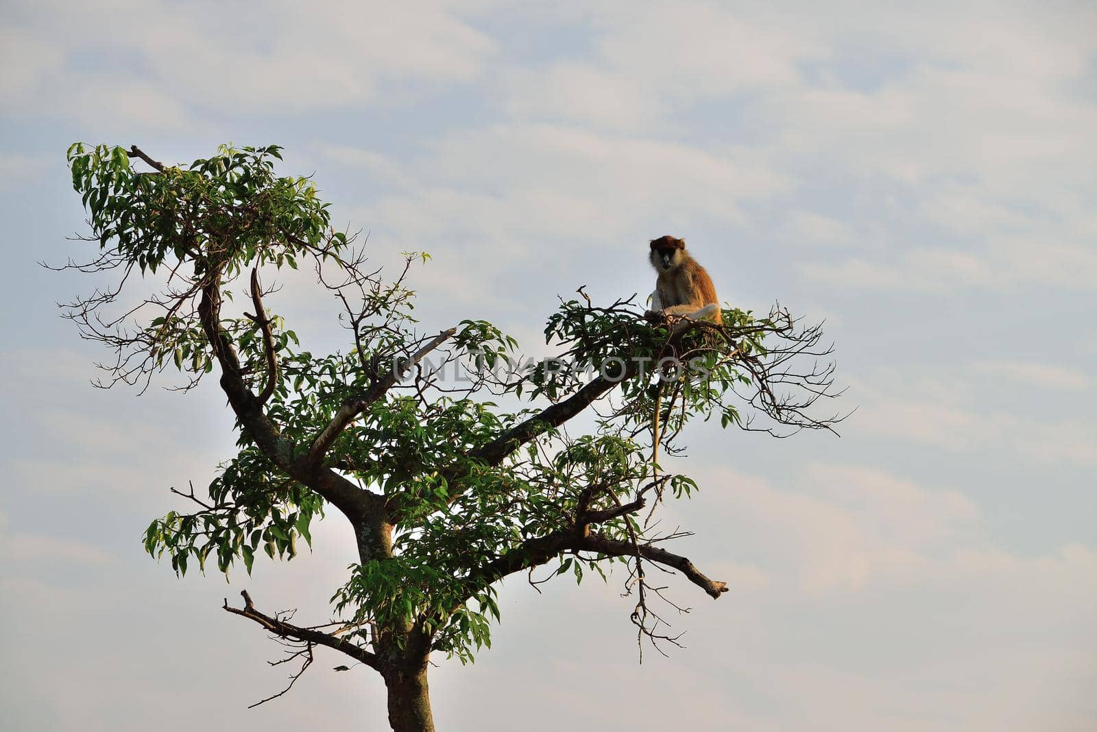 Patas monkey, Erythrocebus pata, looking around in Murchison Falls NP, Uganda. by silentstock639