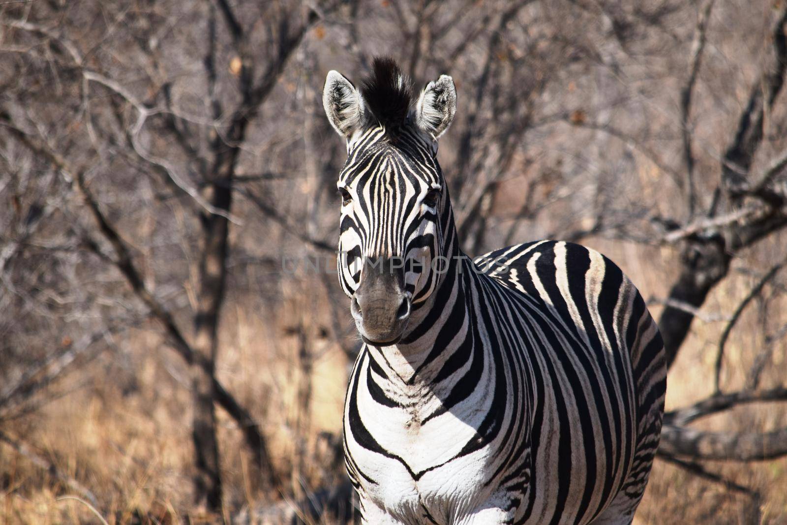 Closeup of a zebra in Kruger National Park, South Africa