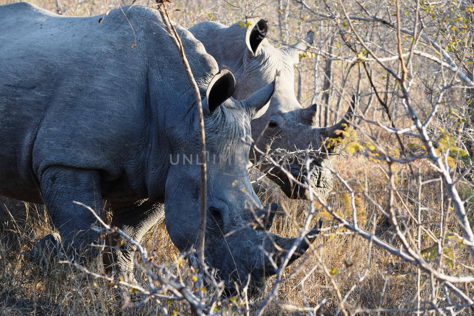 Group of white rhinos in Kruger National Park, South Africa