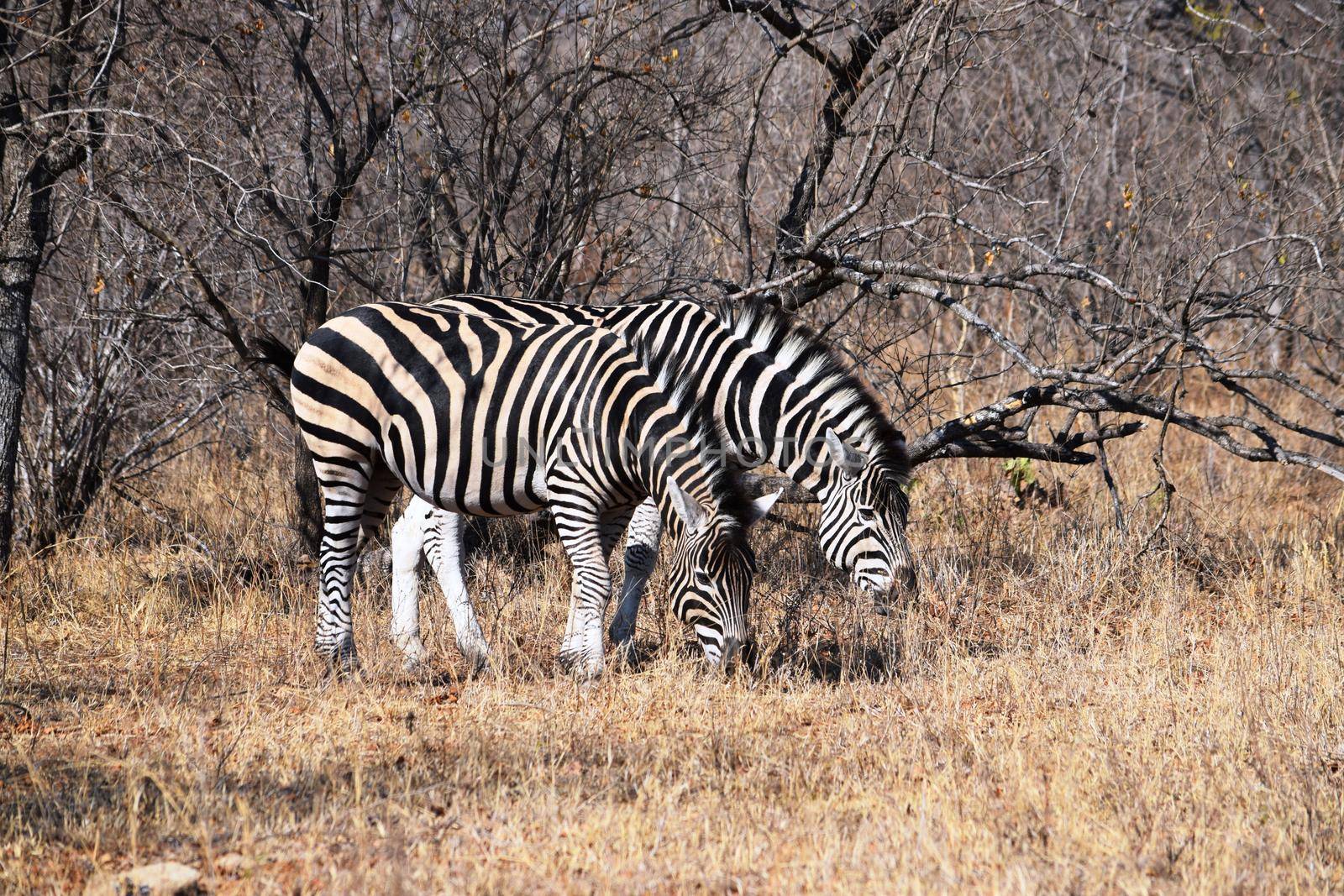 Small group of zebras grazing in Kruger National Park, South Africa