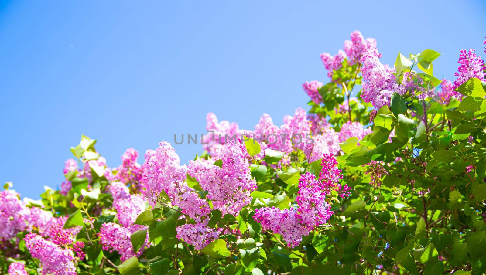 Lilac branches on a background of blue sky. Flowering bush. Blue sky. pink lilac. Summer. Copy spase.