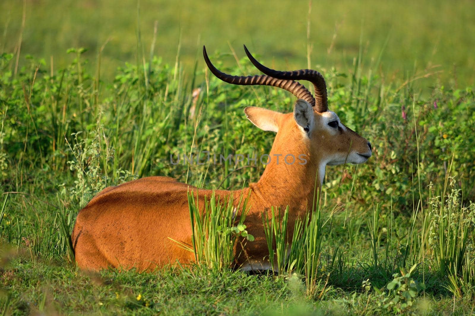 Ugandan antelope looking around in Murchison Falls NP, Uganda. by silentstock639