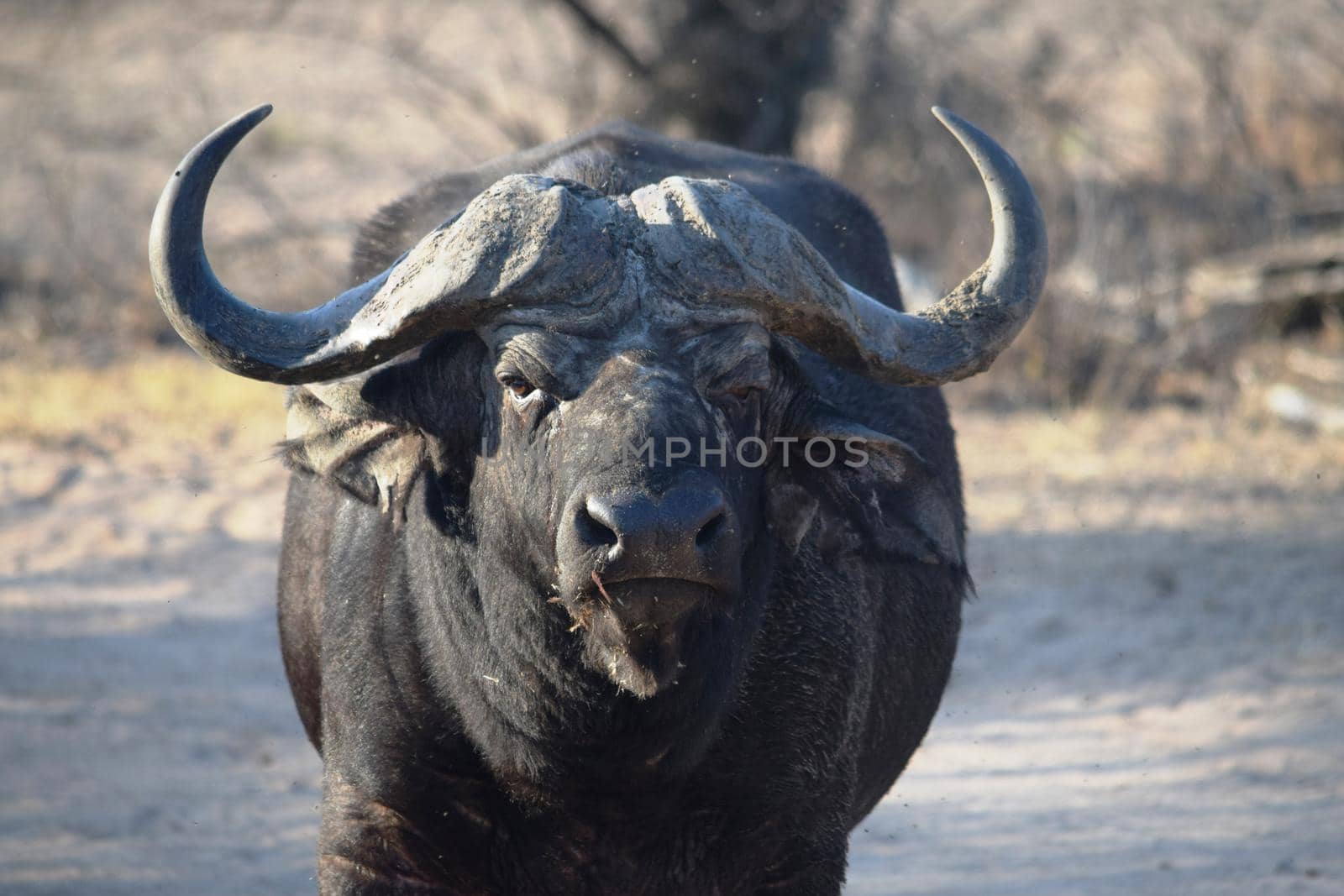 Closeup of a huge African buffalo in Kruger National Park by silentstock639