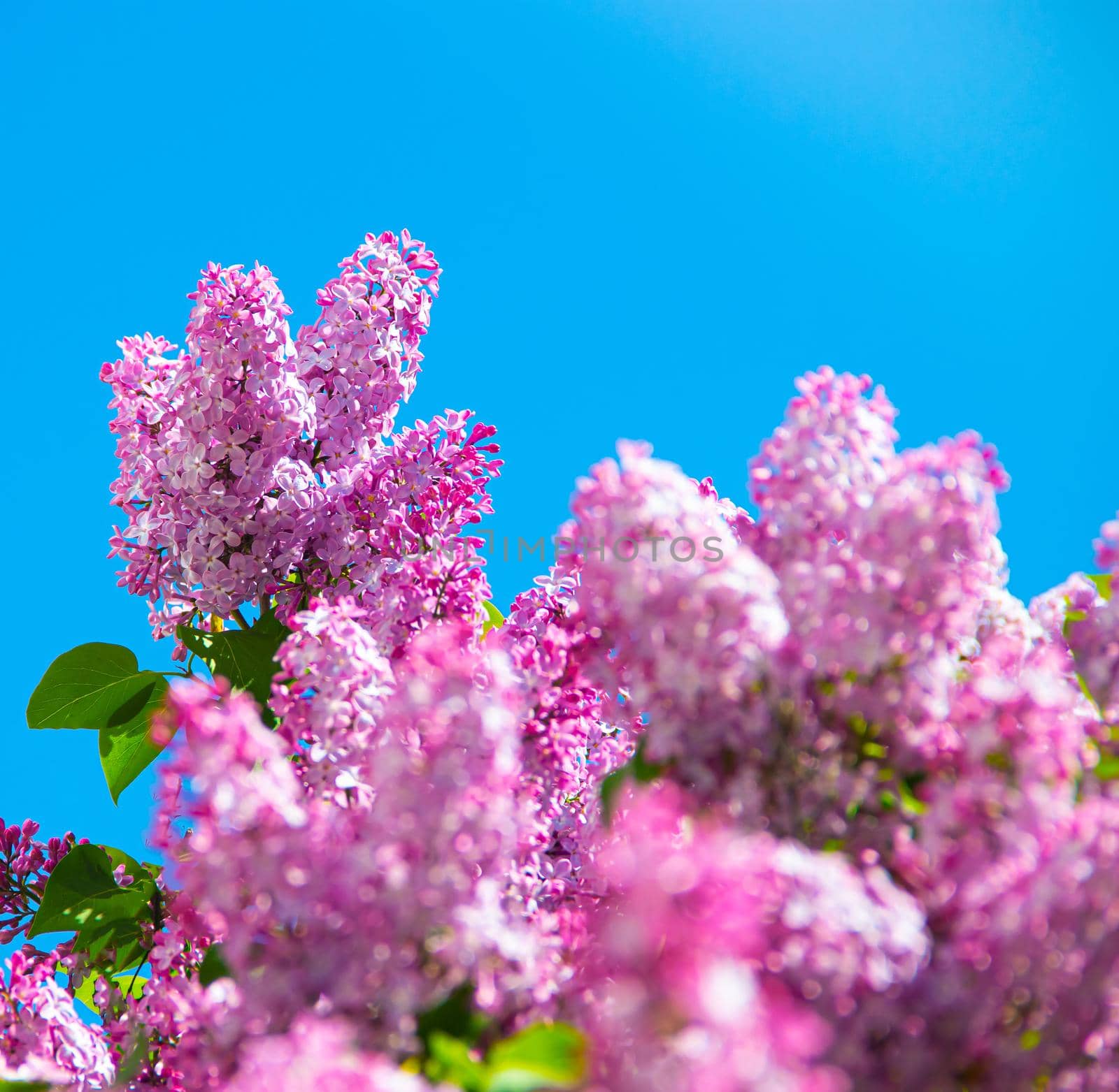 Lilac branches on a background of blue sky. Flowering bush. Blue sky. pink lilac. Summer. Copy spase.