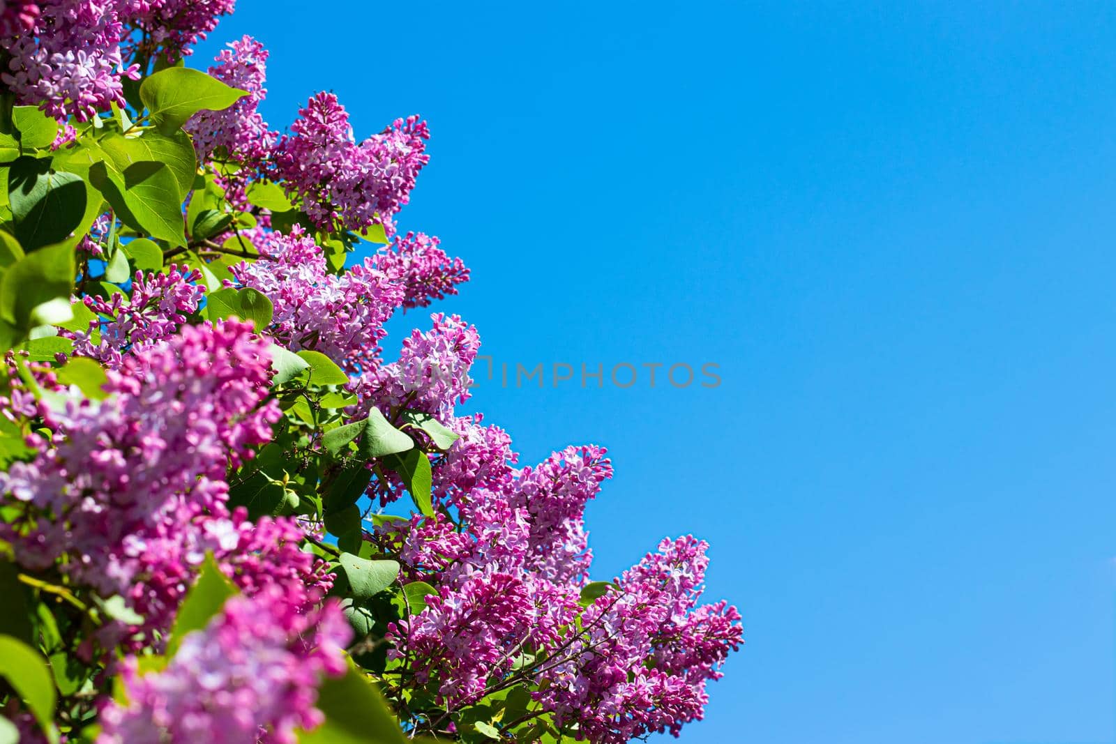 Lilac branches on a background of blue sky. Flowering bush. Blue sky. pink lilac. Summer. Copy spase.