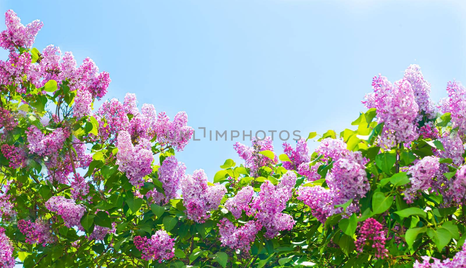 Lilac branches on a background of blue sky. Flowering bush. Blue sky. pink lilac. Summer. Copy spase.