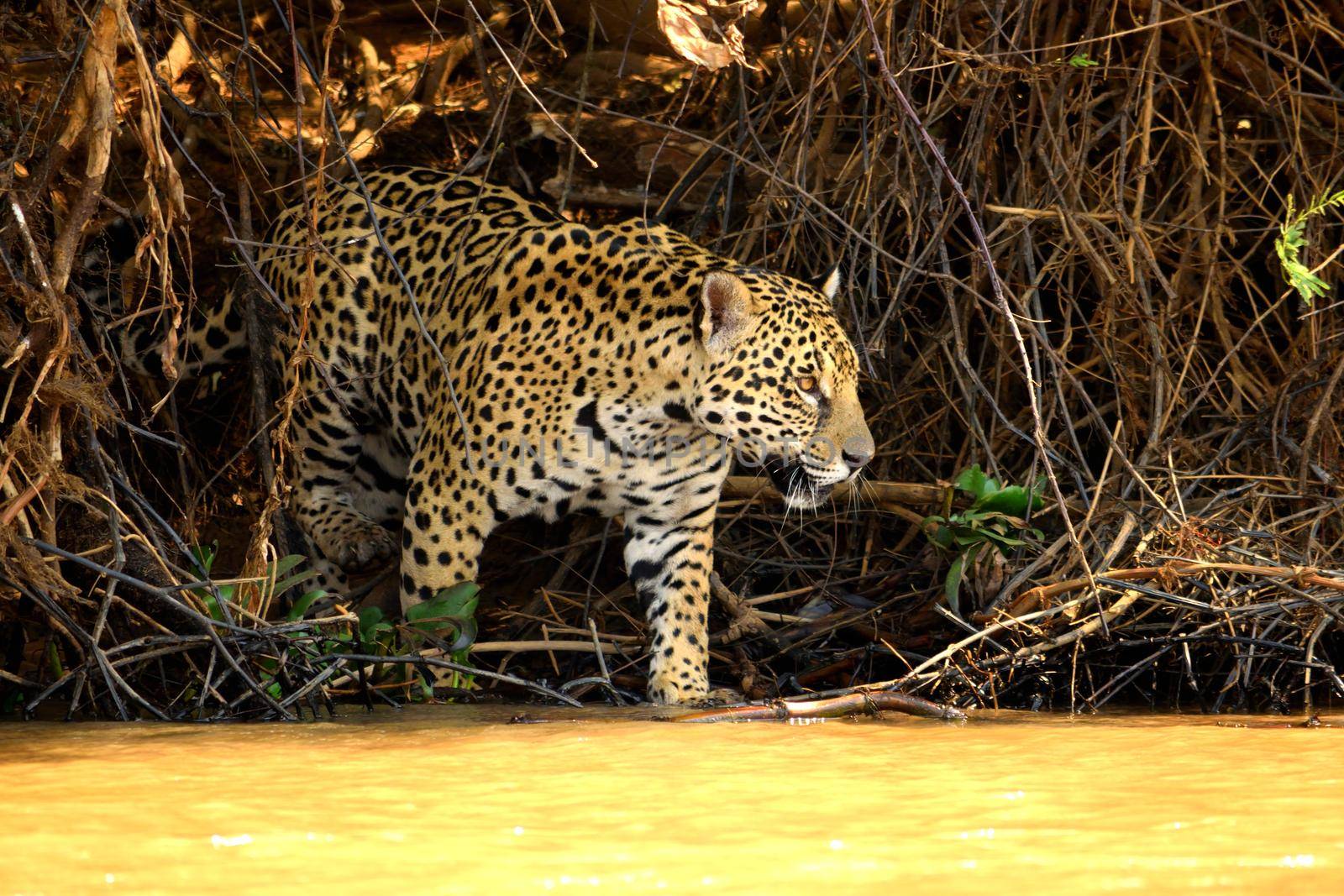 Jaguar female on Rio Cuiaba riverbank, Porto Jofre, Brazil. by silentstock639