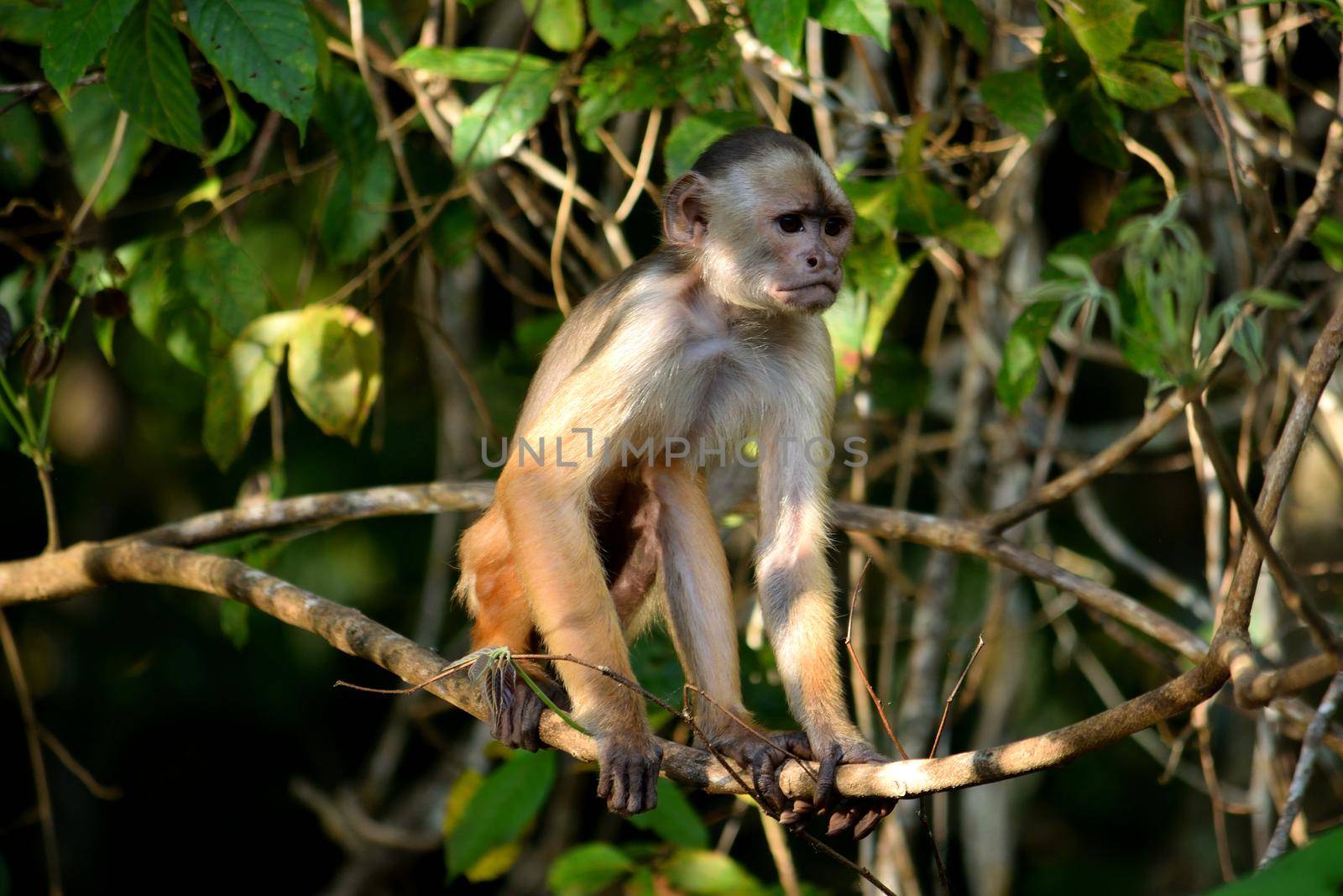 White fronted capuchin in the jungle on the banks of the Rio Ariau, Amazon, Brazil.