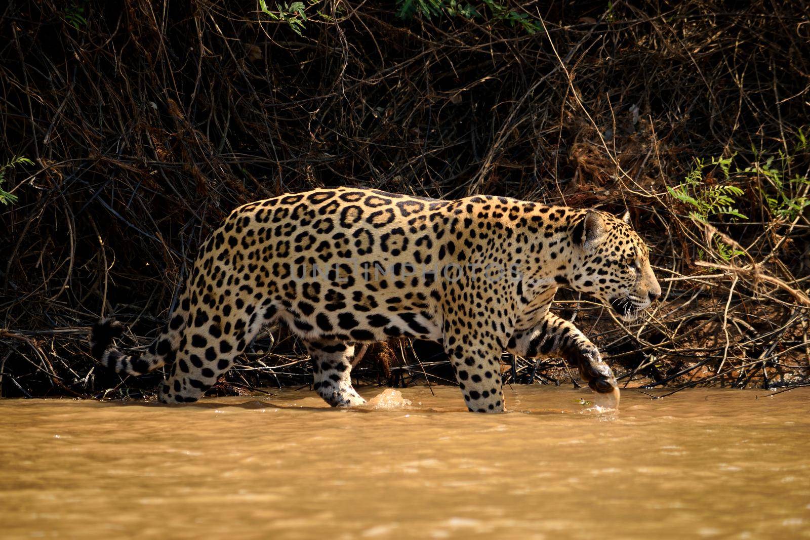 Jaguar female on Rio Cuiaba riverbank, Porto Jofre, Brazil. by silentstock639