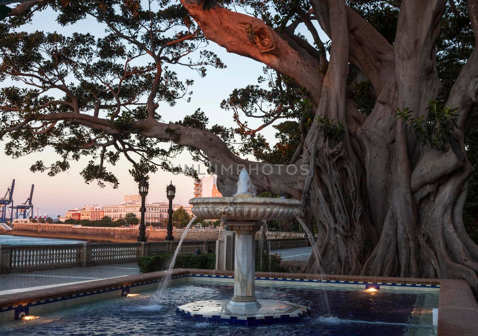Fountain and old tree in Cadiz. Cadiz, Andalusia, Spain.