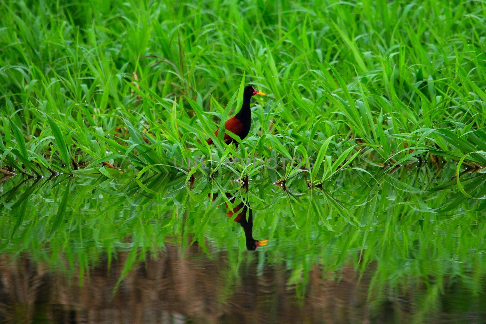 Bird in Amazon rainforest, Rio Negro, Brazil by silentstock639