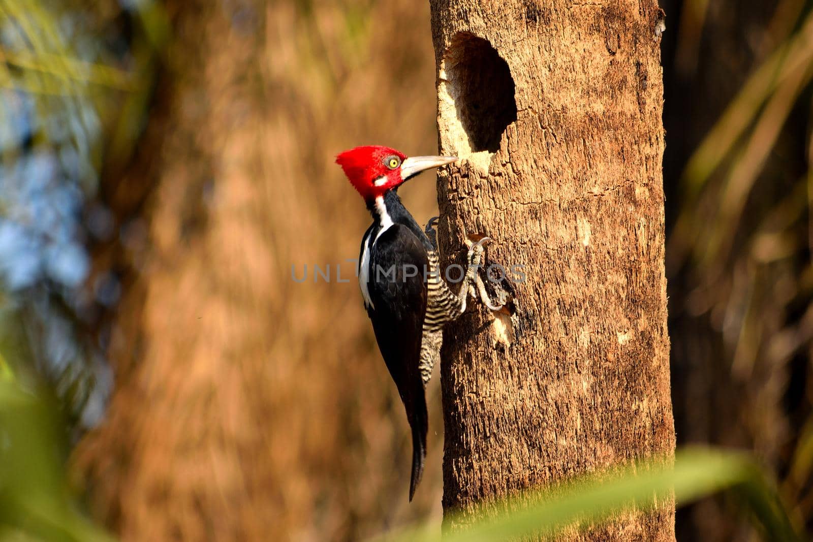 Crimson crested Woodpecker in Pantanal, Matogrosso, Brazil by silentstock639
