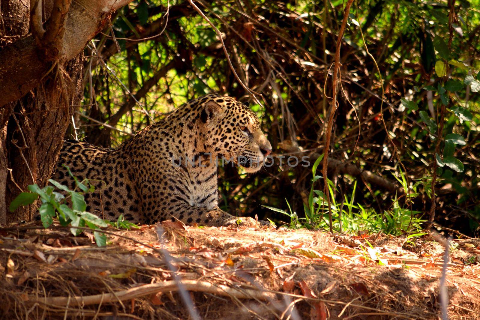 Jaguar female on Rio Cuiaba riverbank, Porto Jofre, Brazil. by silentstock639